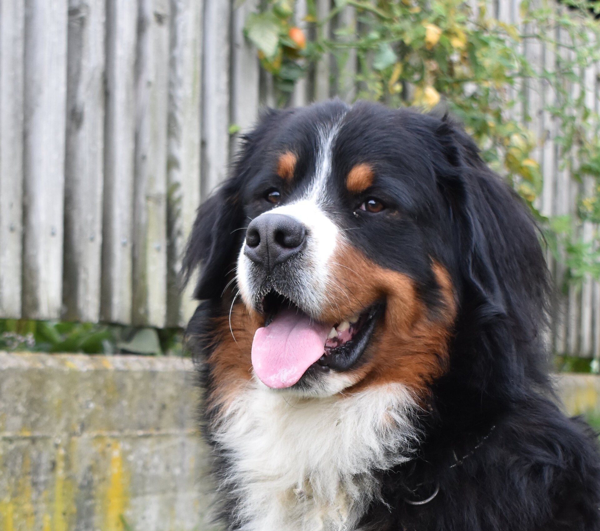 il nostro cane Max