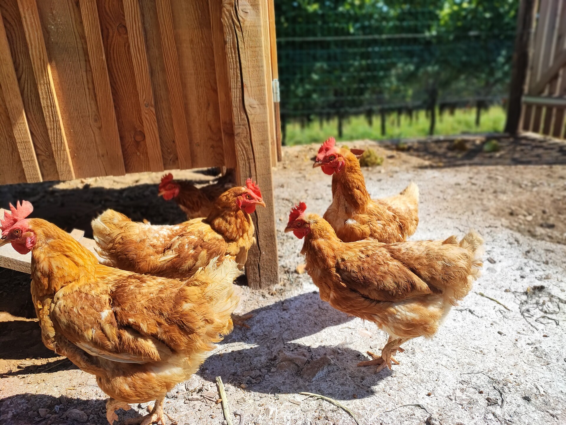 Nostre galline