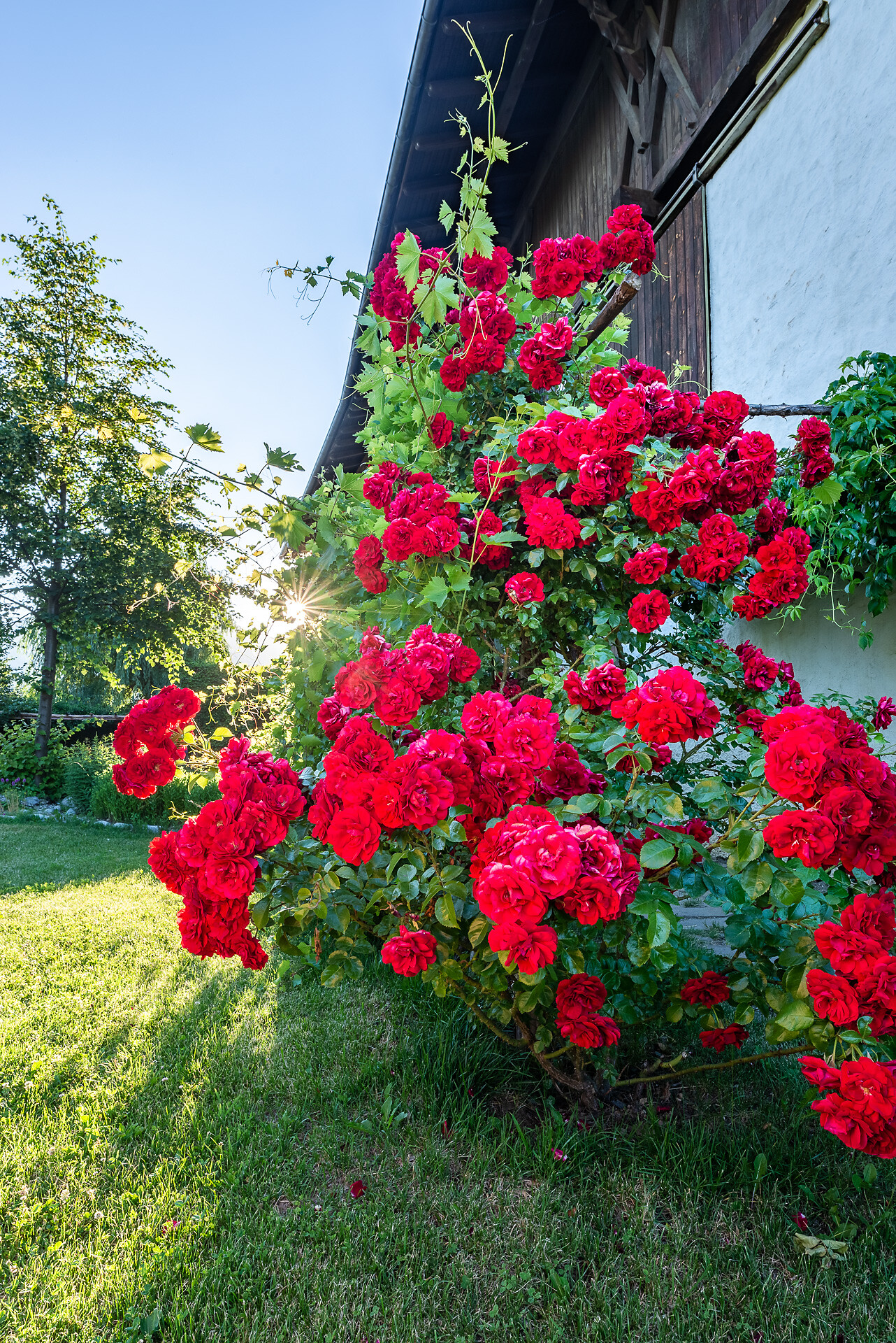rose