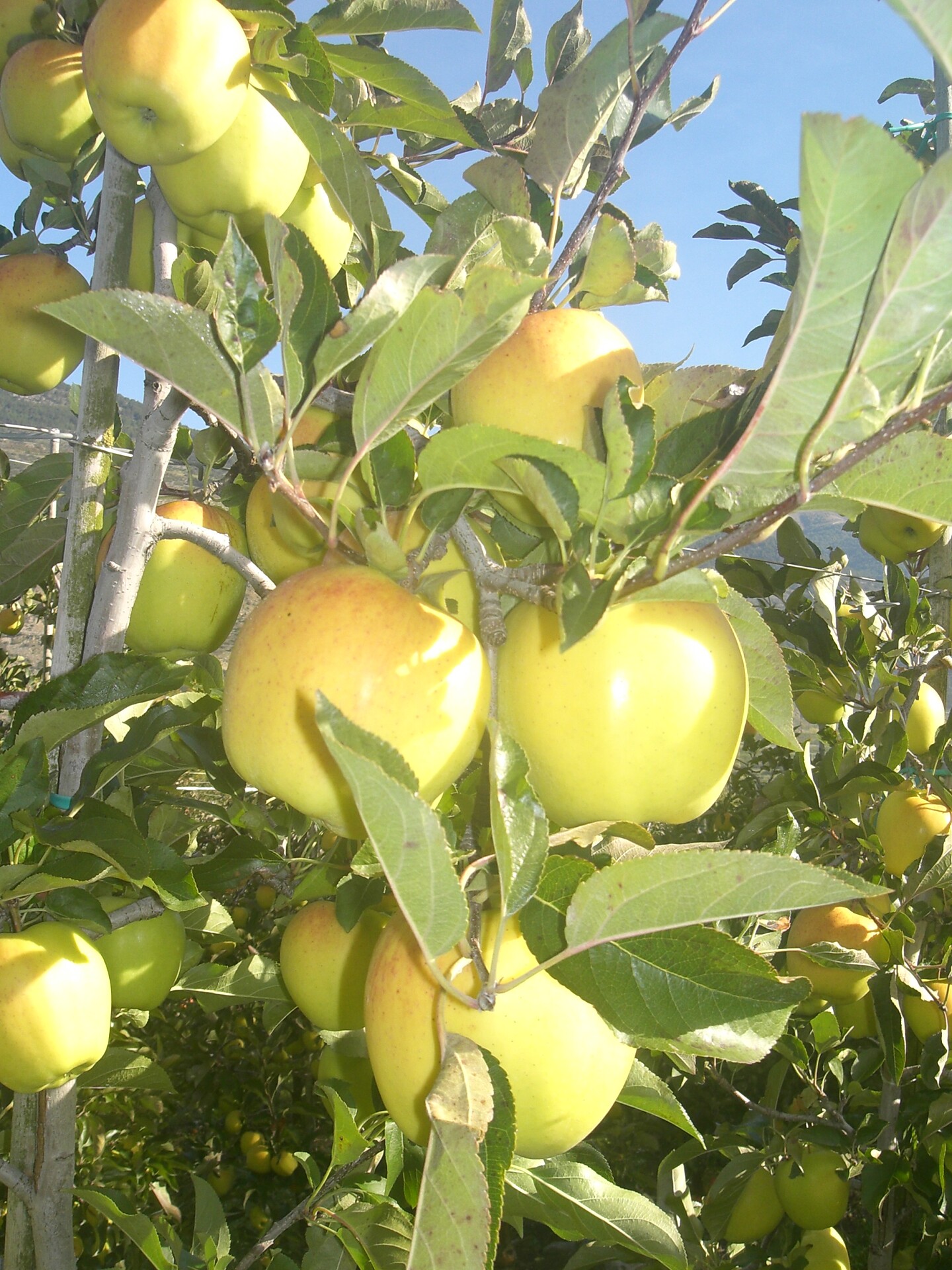 unsere Äpfel