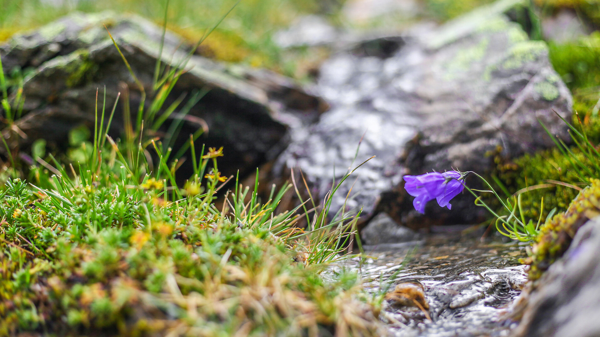 Blumen neben Wasserläufen