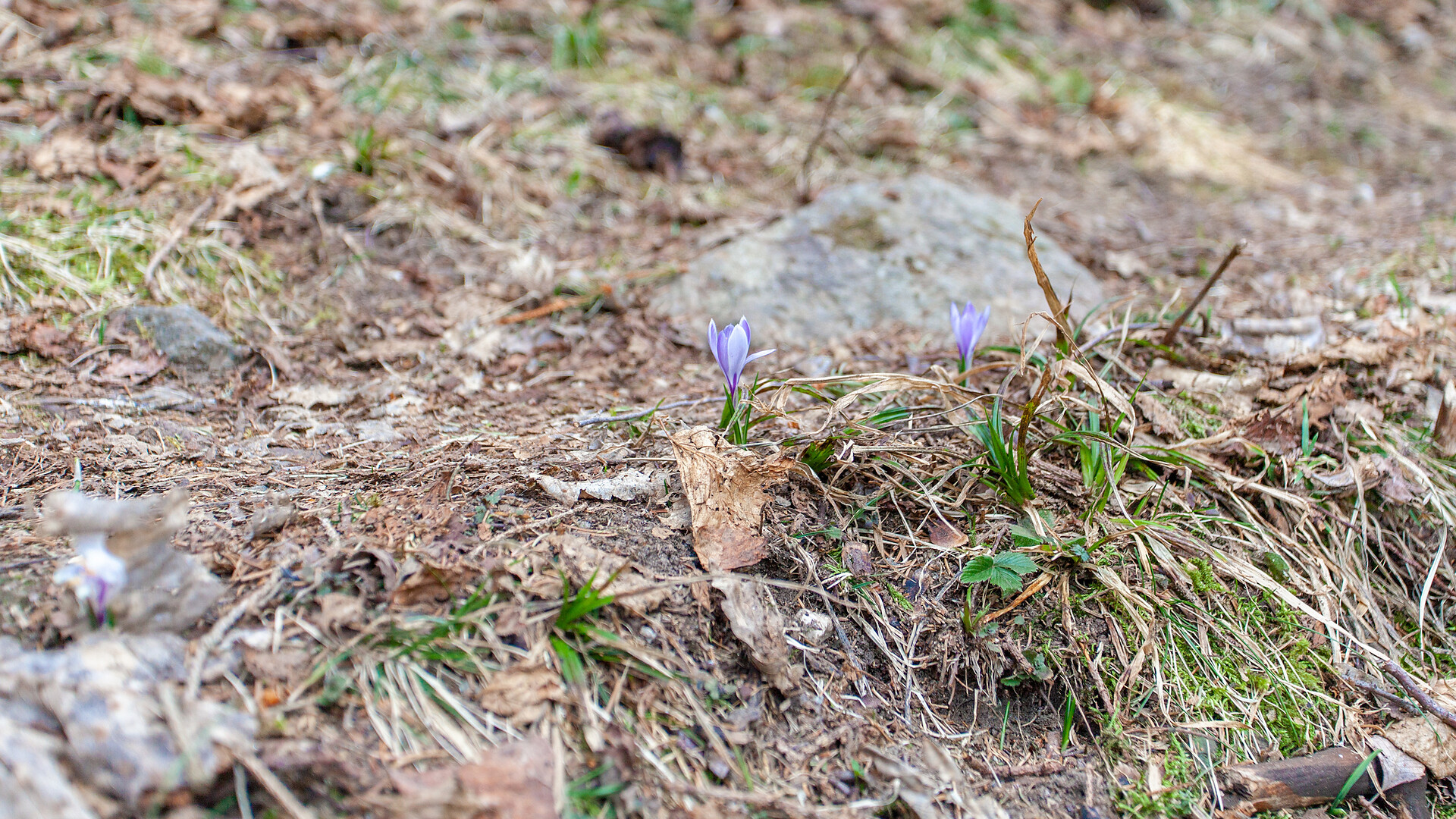 Krokusse