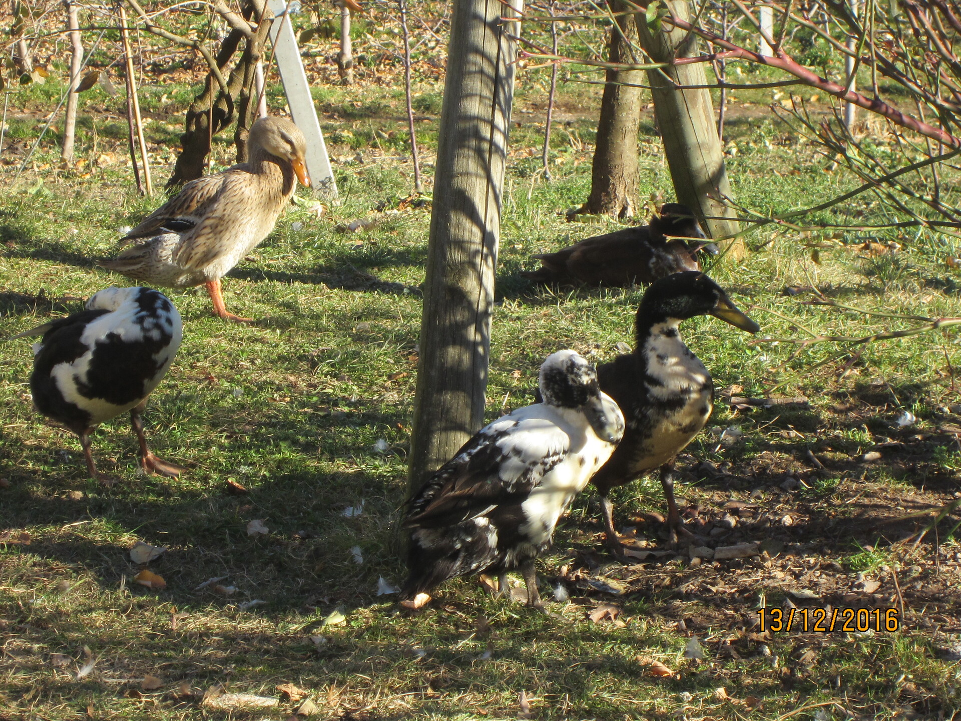 Plattnerhof