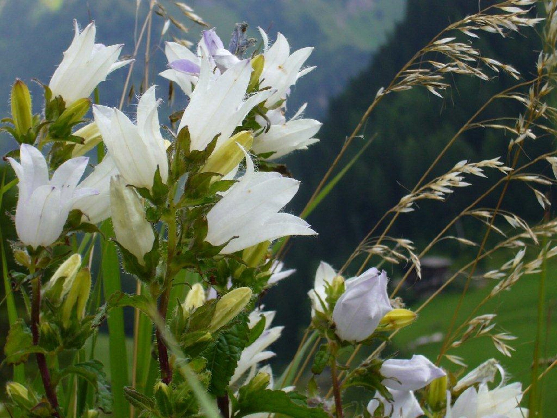 Bellflower