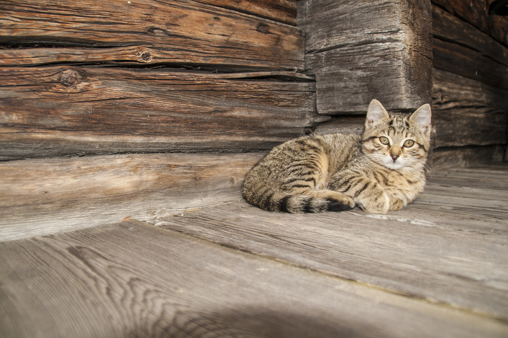 Cat Manni