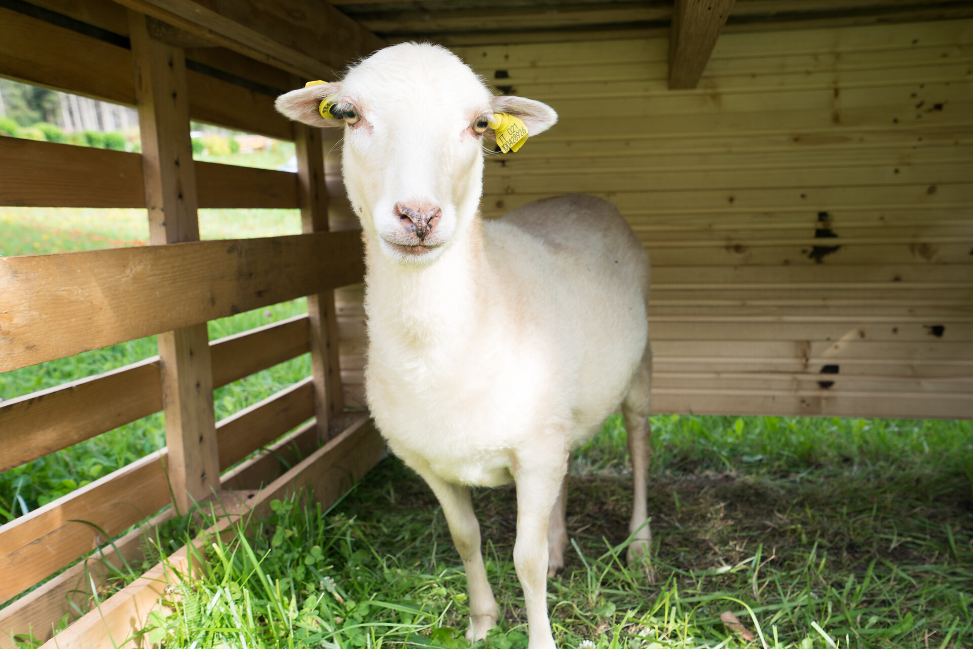 Sheep Ida