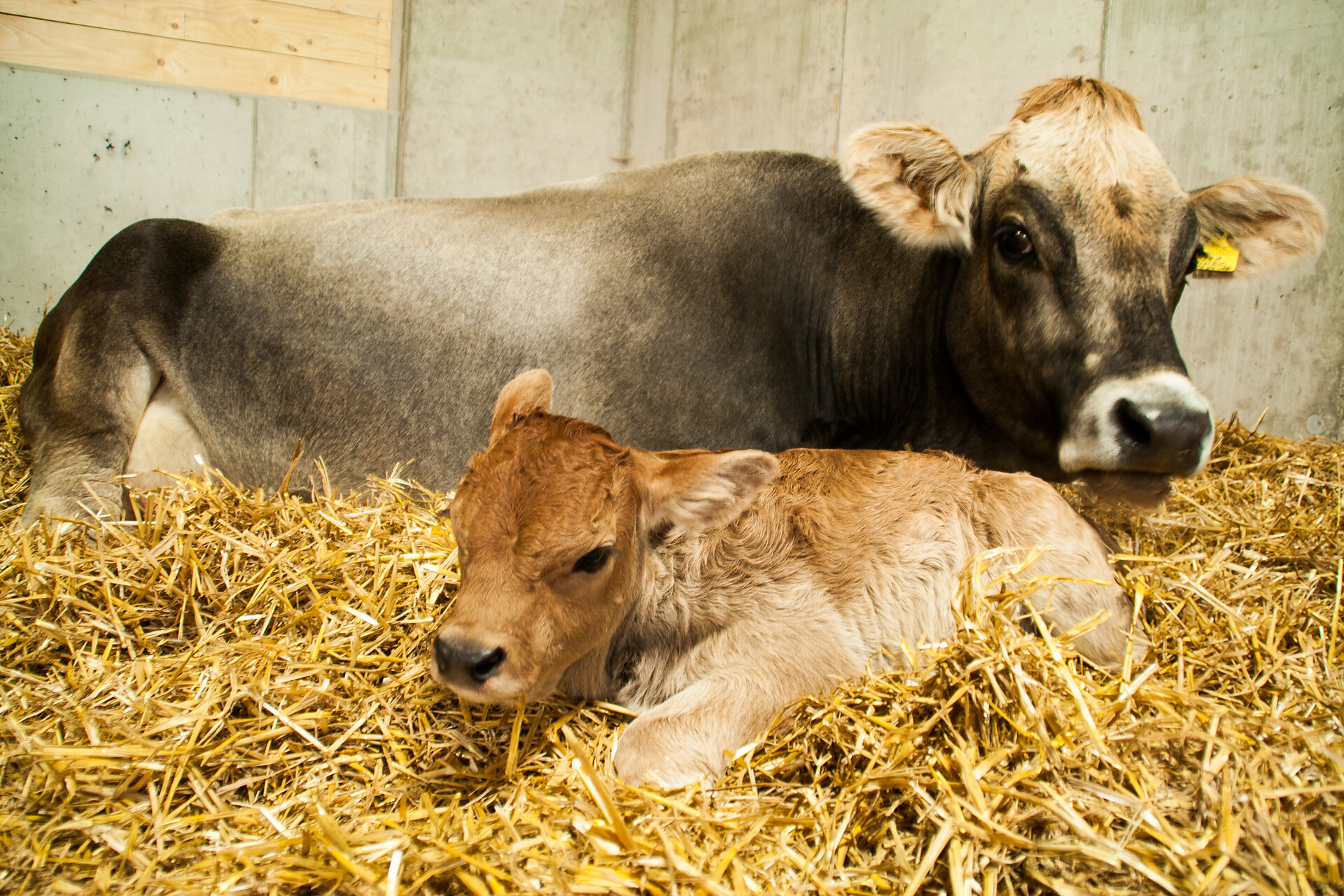 Caw Kira with calf
