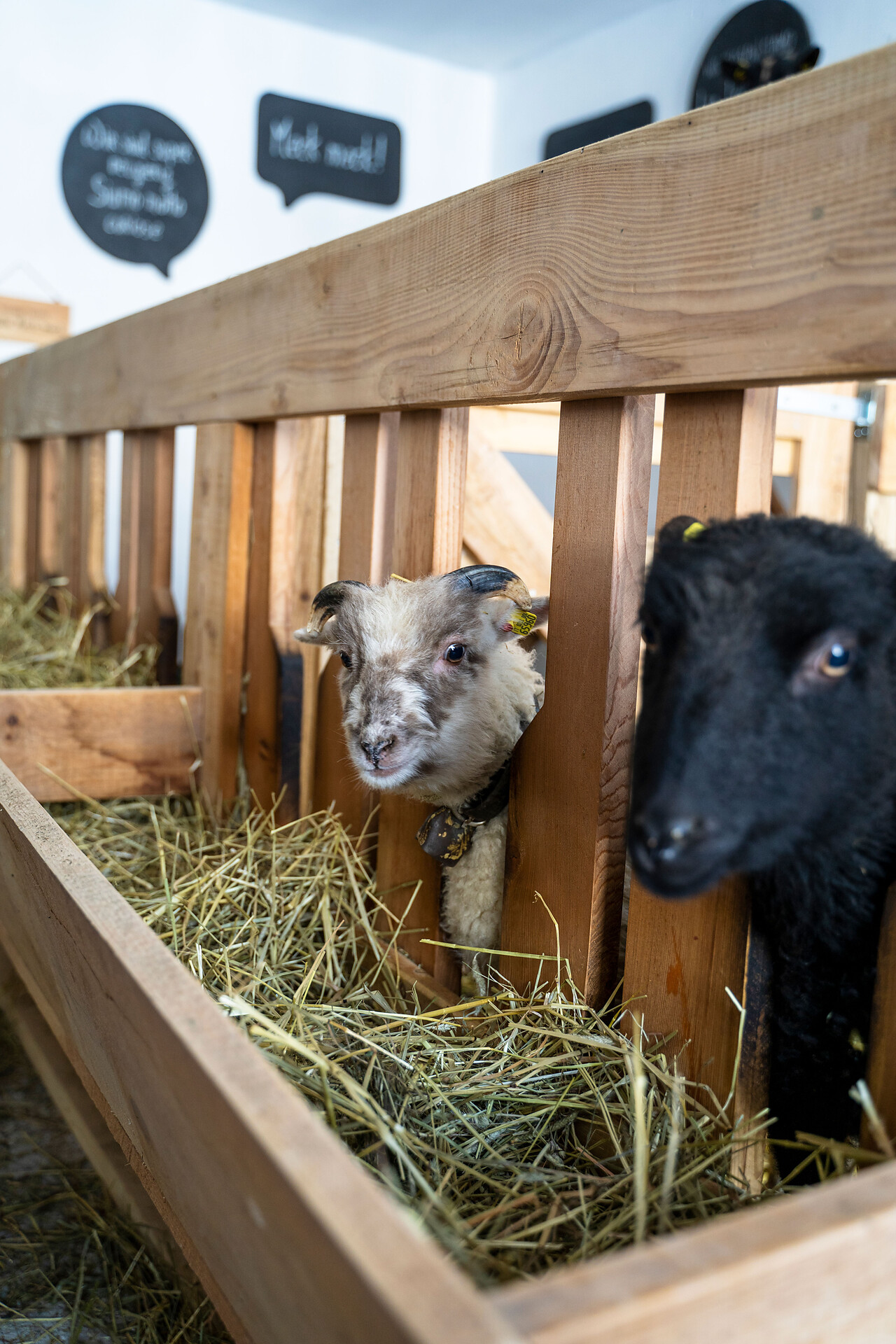 Animal farm