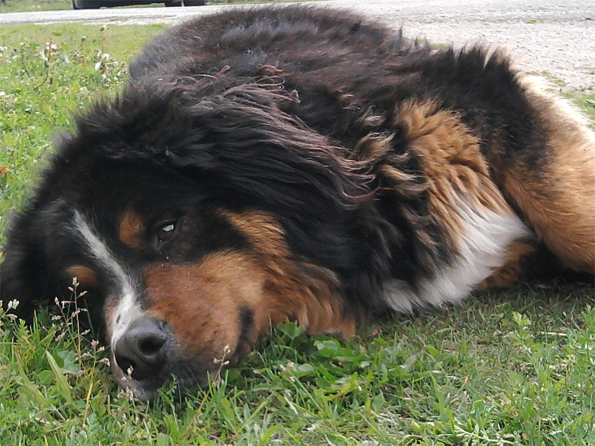 Dog
