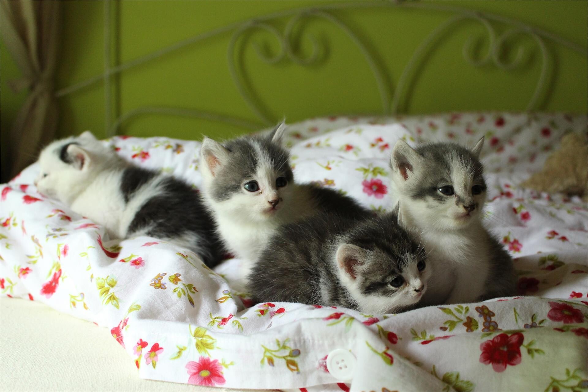 Cats