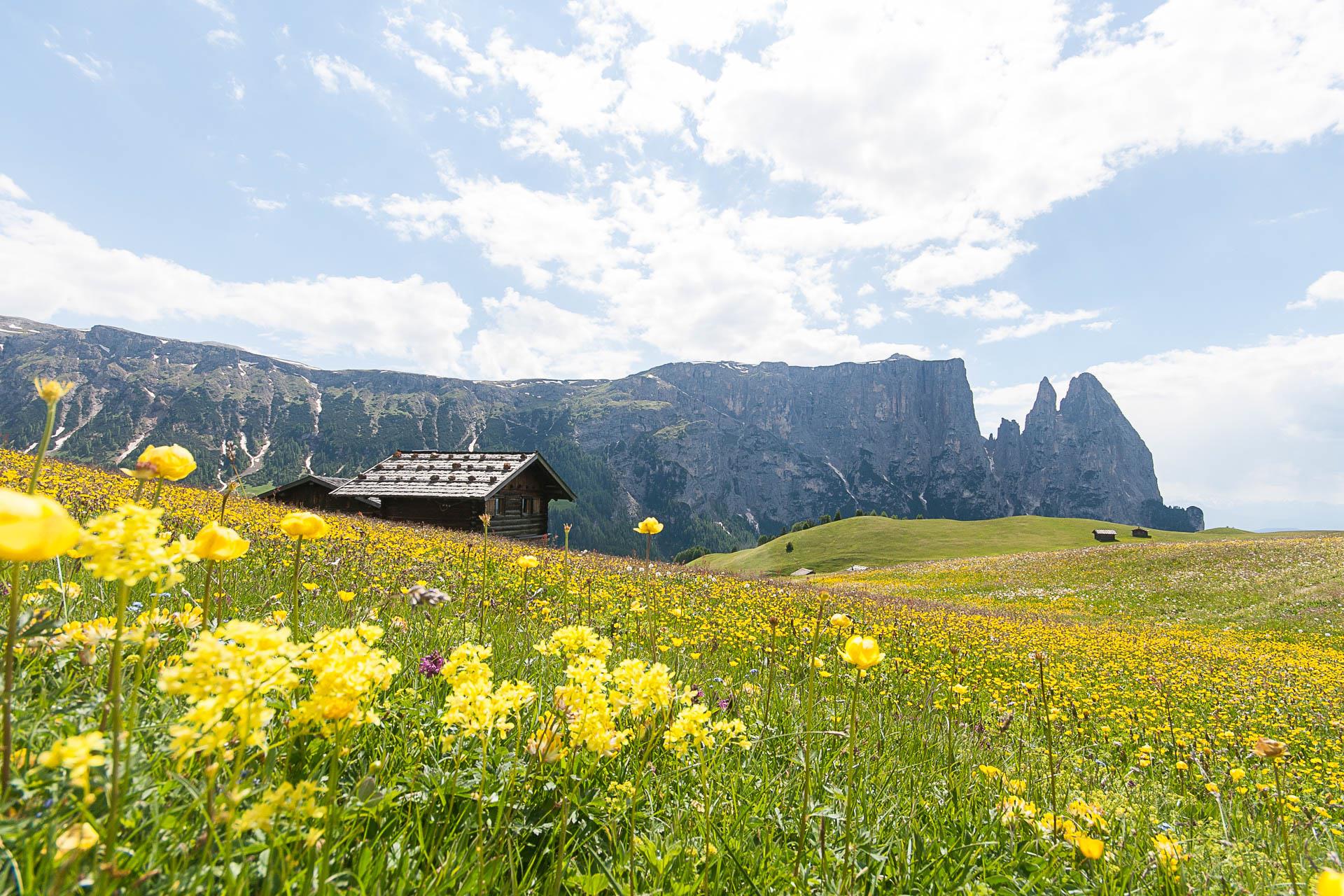 Malga Puntschieder Castelrotto 6 suedtirol.info