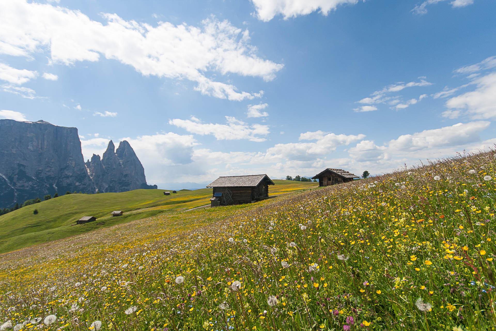 Malga Puntschieder Castelrotto 9 suedtirol.info
