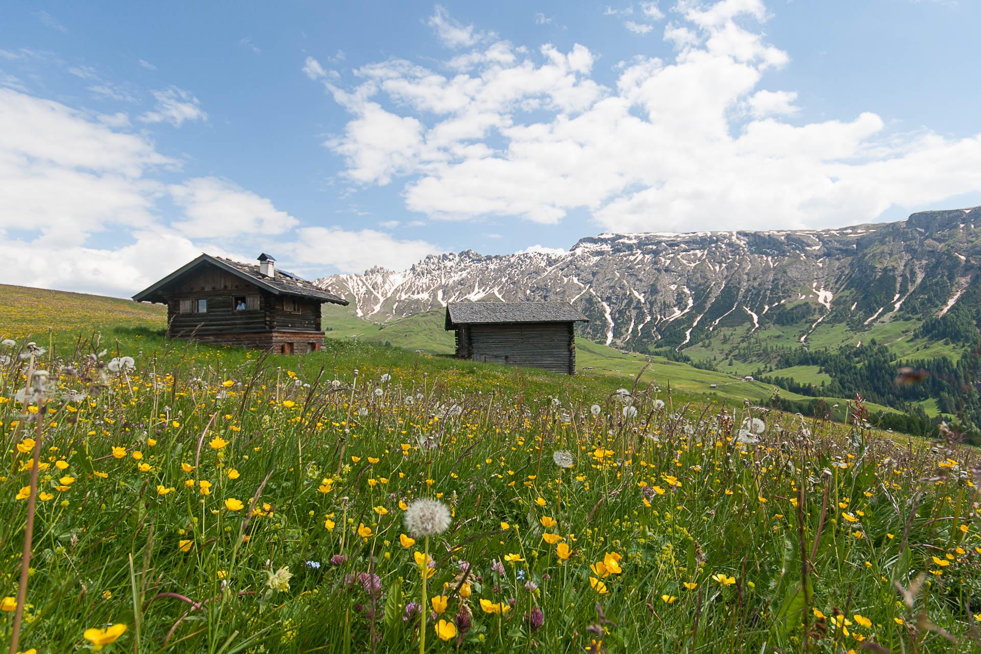 Malga Puntschieder Castelrotto 4 suedtirol.info