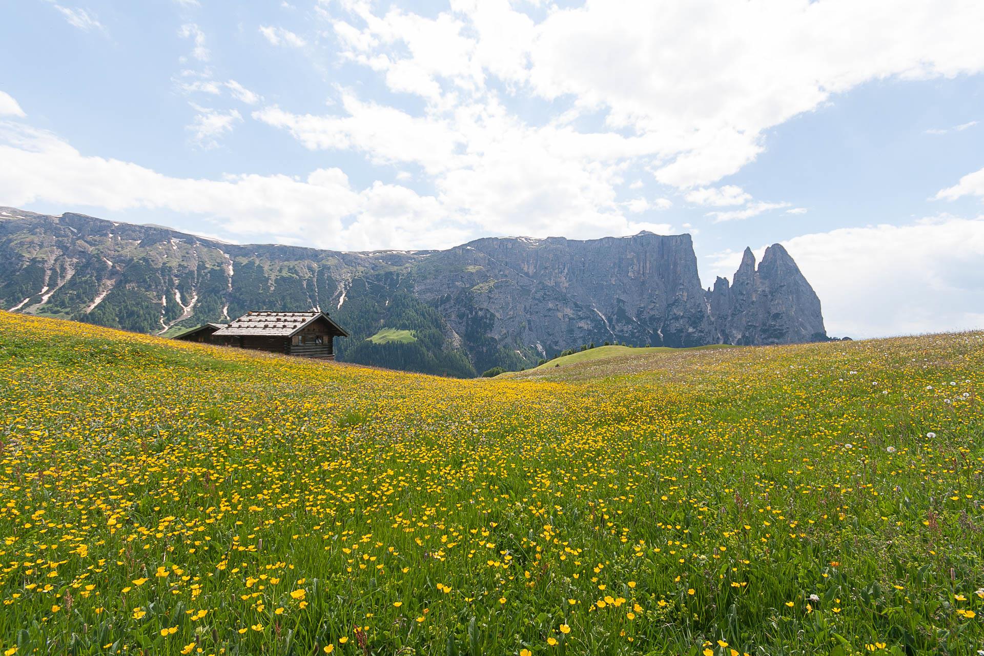 Malga Puntschieder Castelrotto 5 suedtirol.info