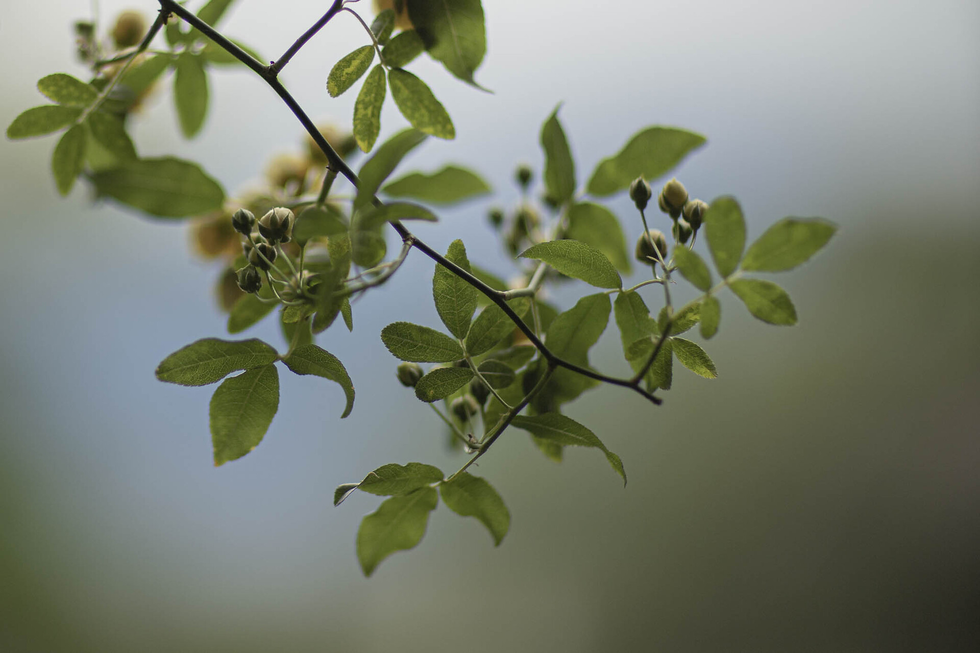 Pension Sonnheim Meraner Rose