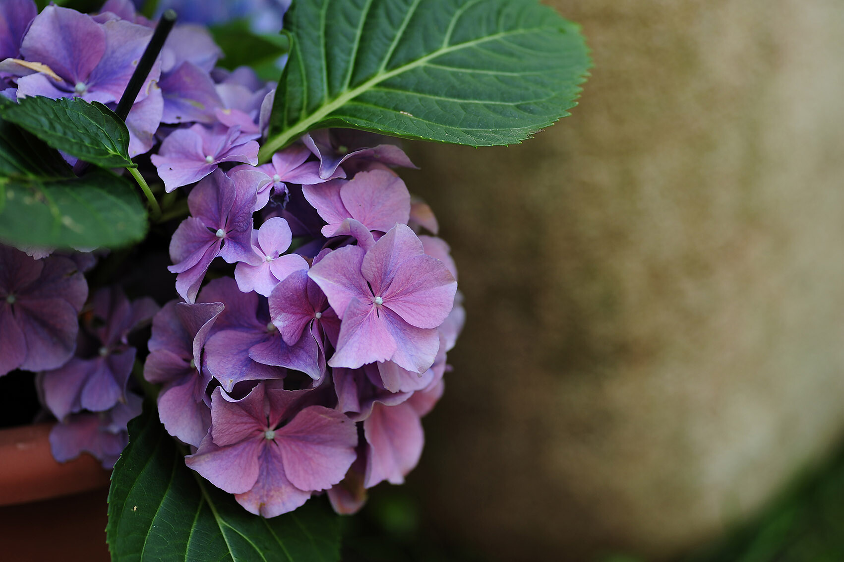 Hortensien in the garden