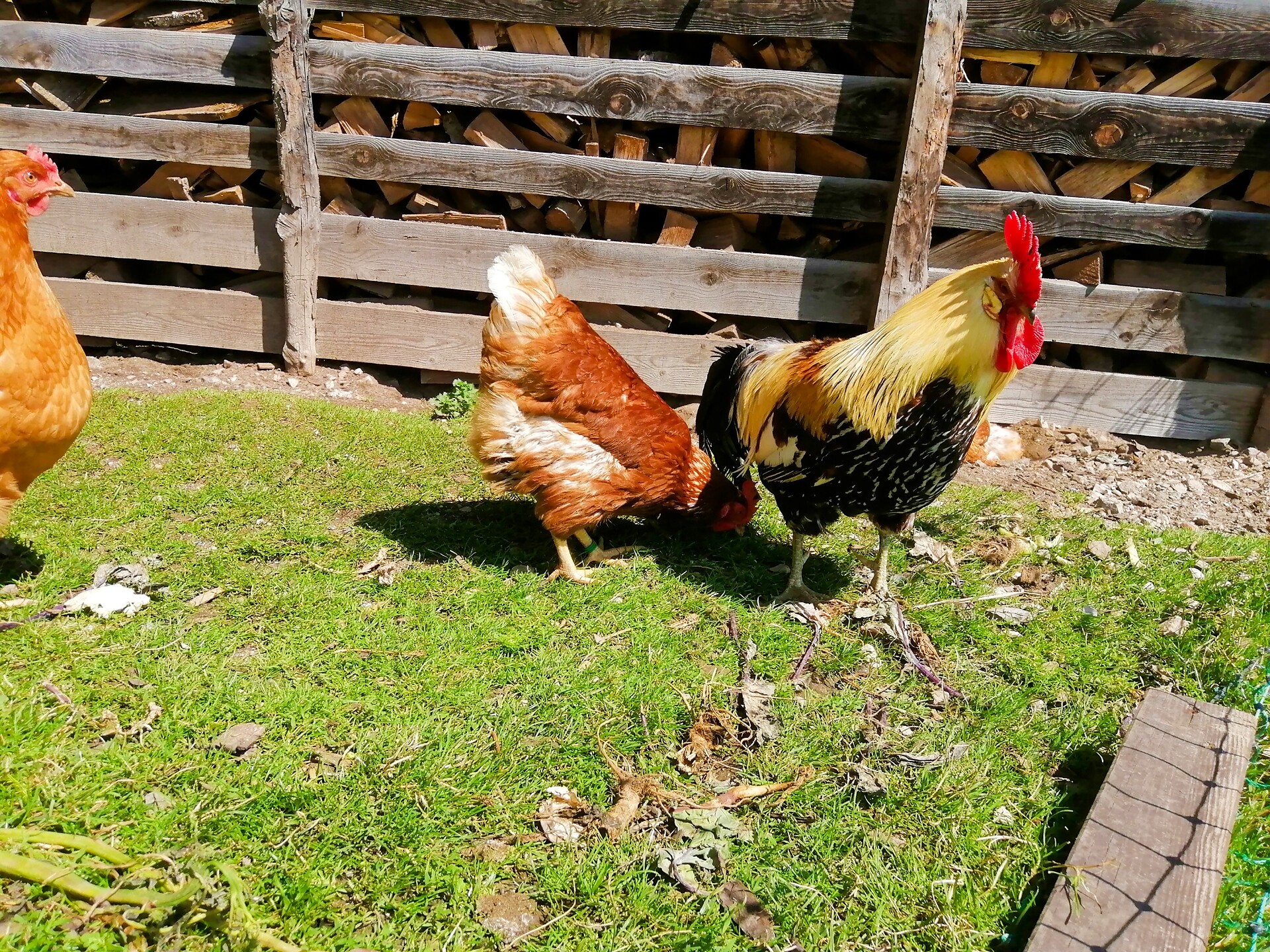 Animals