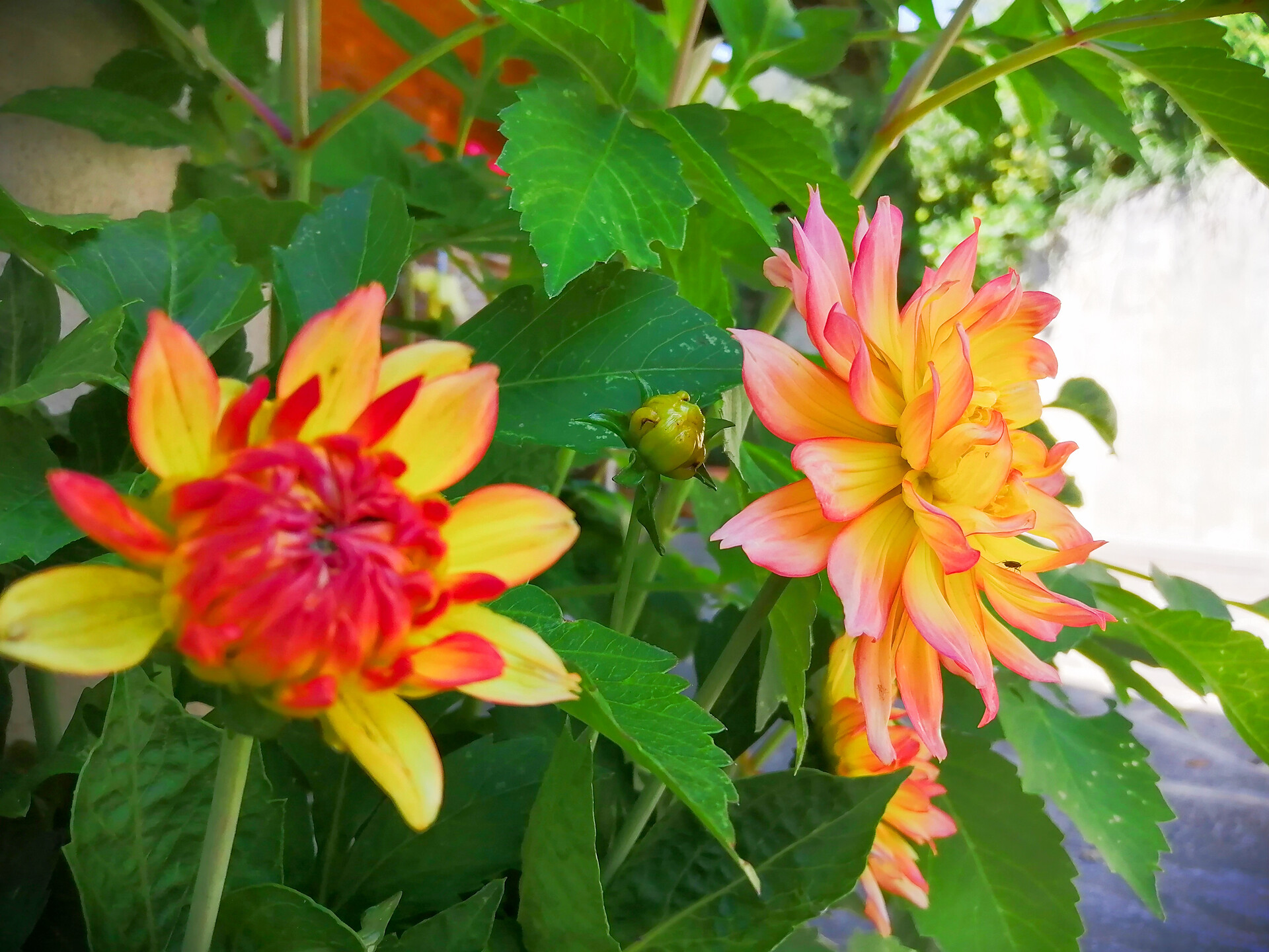 flower