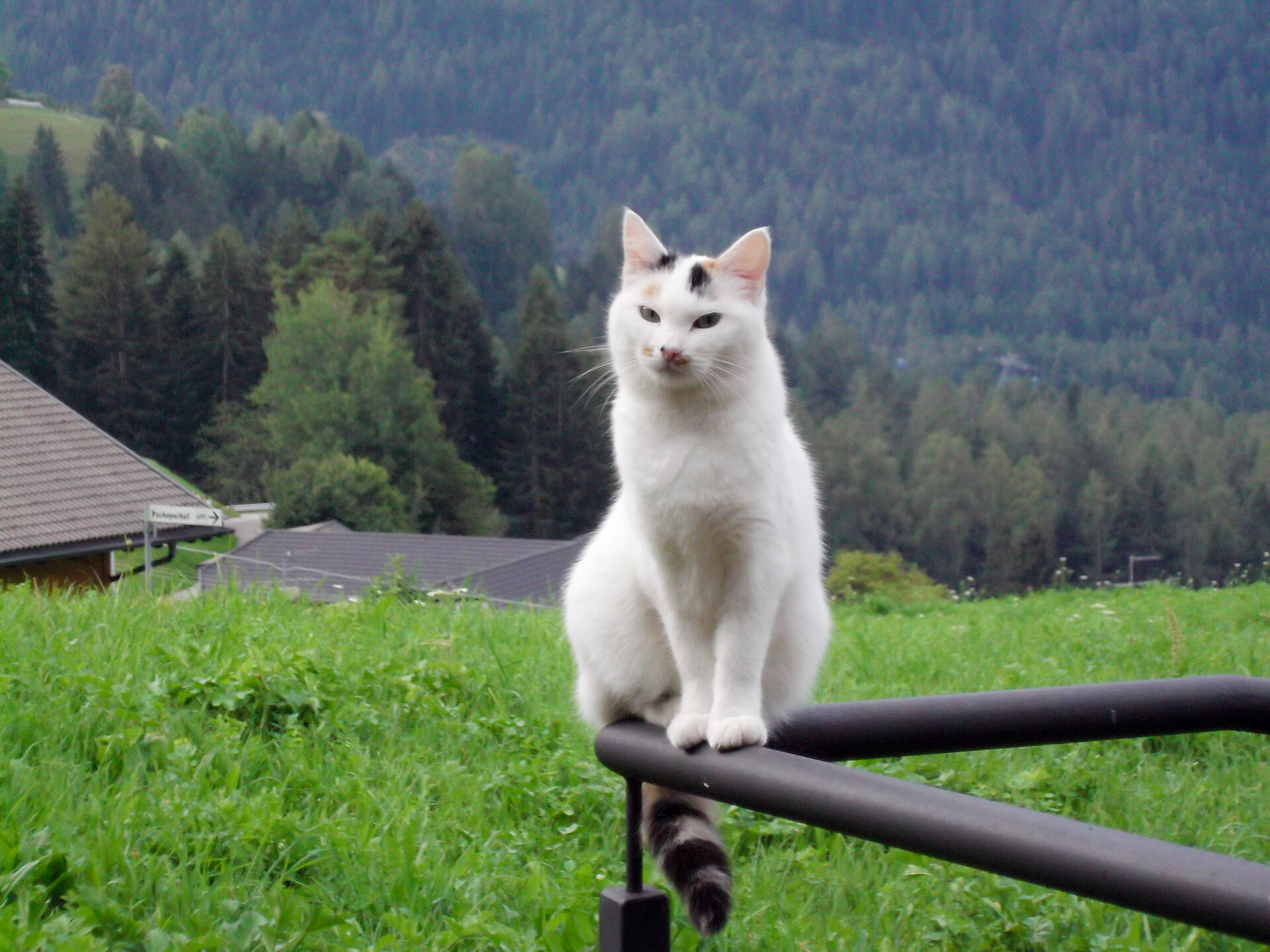 cat