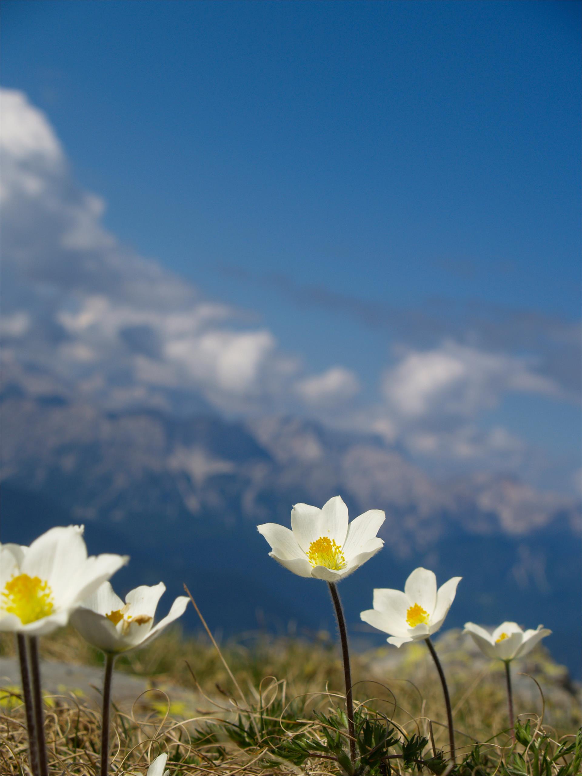 Pensione Brunner Rasun Anterselva 15 suedtirol.info