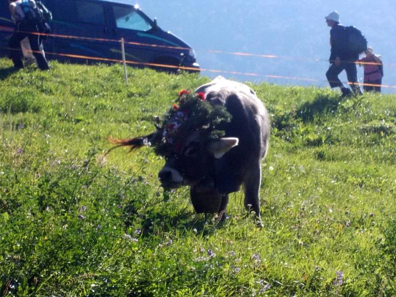 Maso Pardellerhof Völs am Schlern/Fiè allo Sciliar 20 suedtirol.info