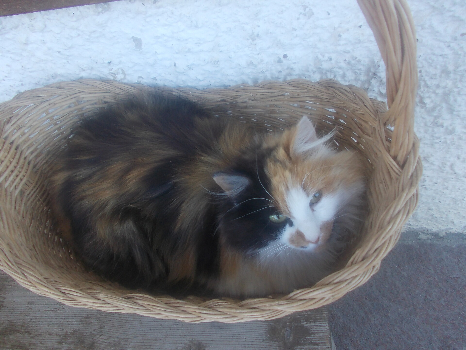 Unsere Katze Mausi