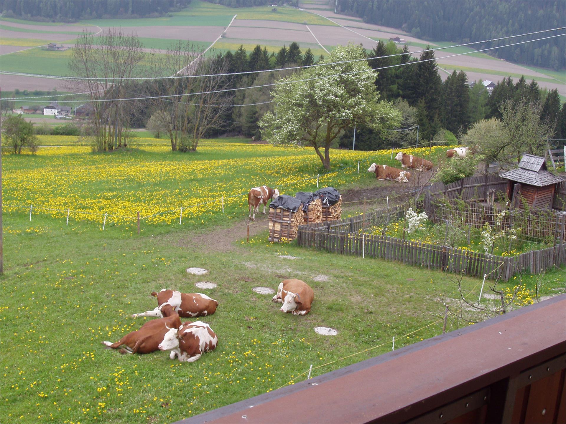 Pension Oberstallerhof Rasen-Antholz/Rasun Anterselva 17 suedtirol.info