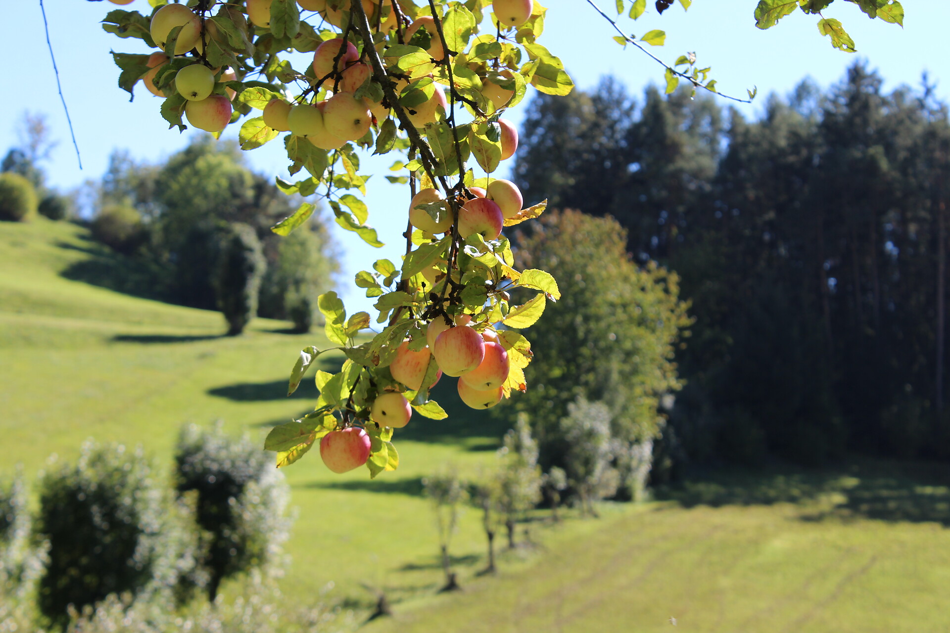 Apples at the Steigerhof