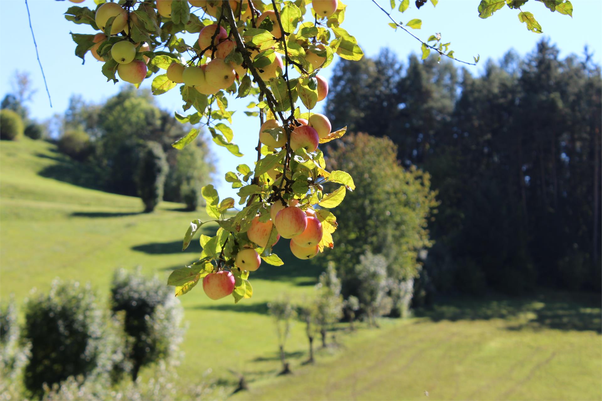 Pensione Steigerhof Rodengo 3 suedtirol.info