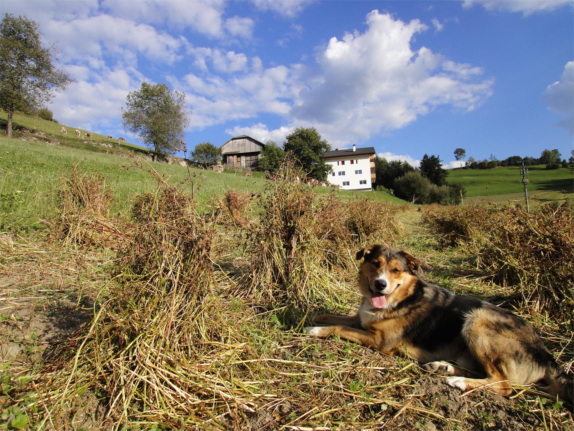Pensione Steigerhof Rodengo 2 suedtirol.info