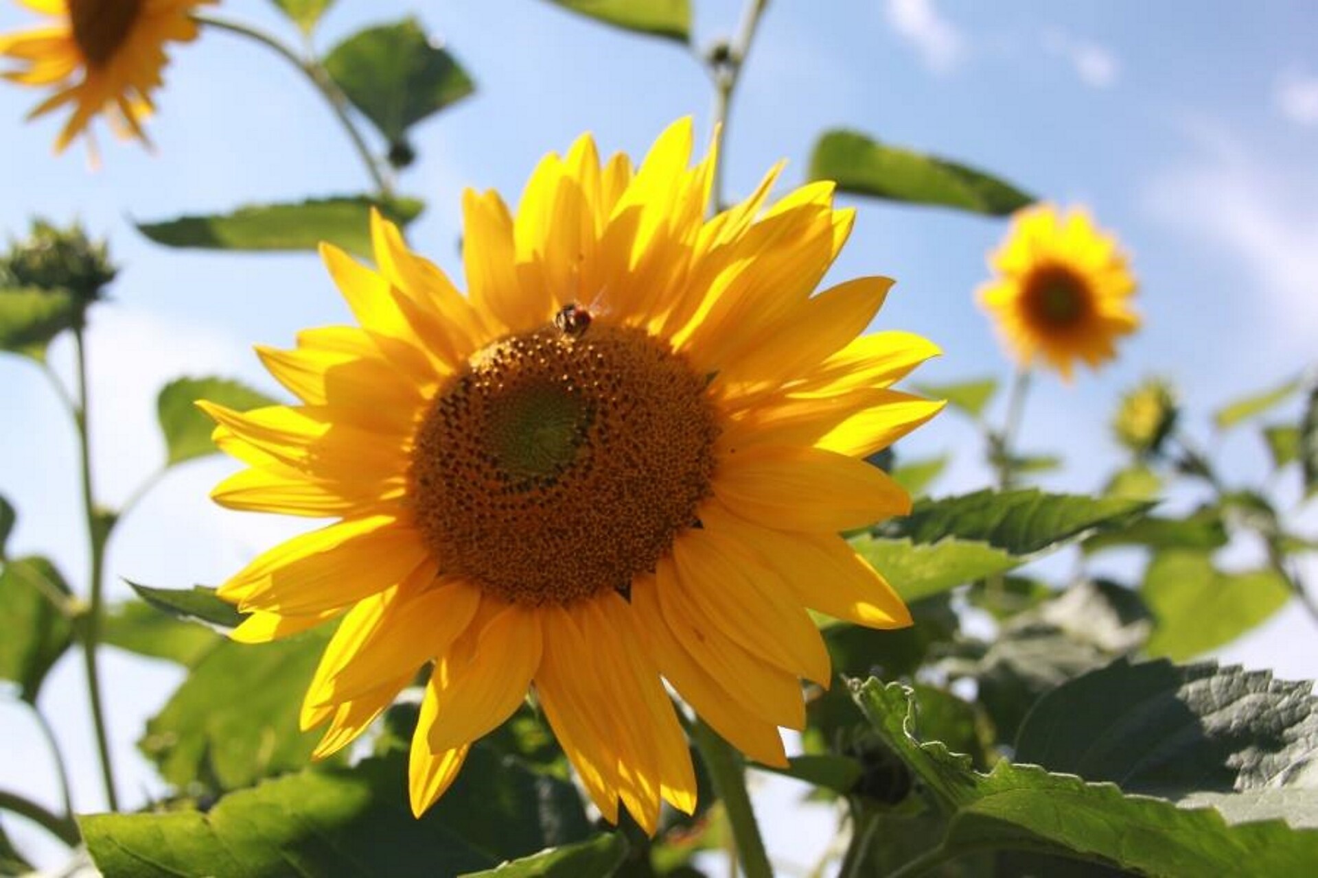Sonnenblume