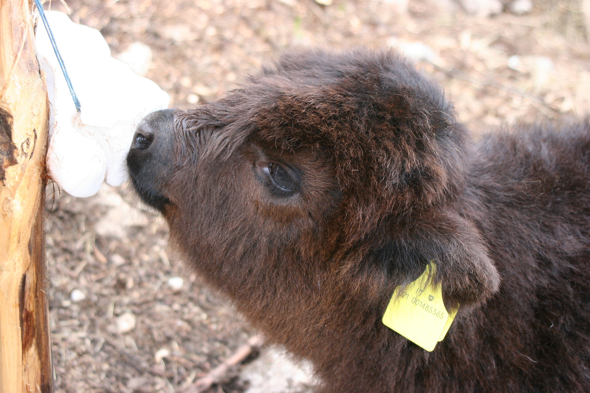 Highland cattle