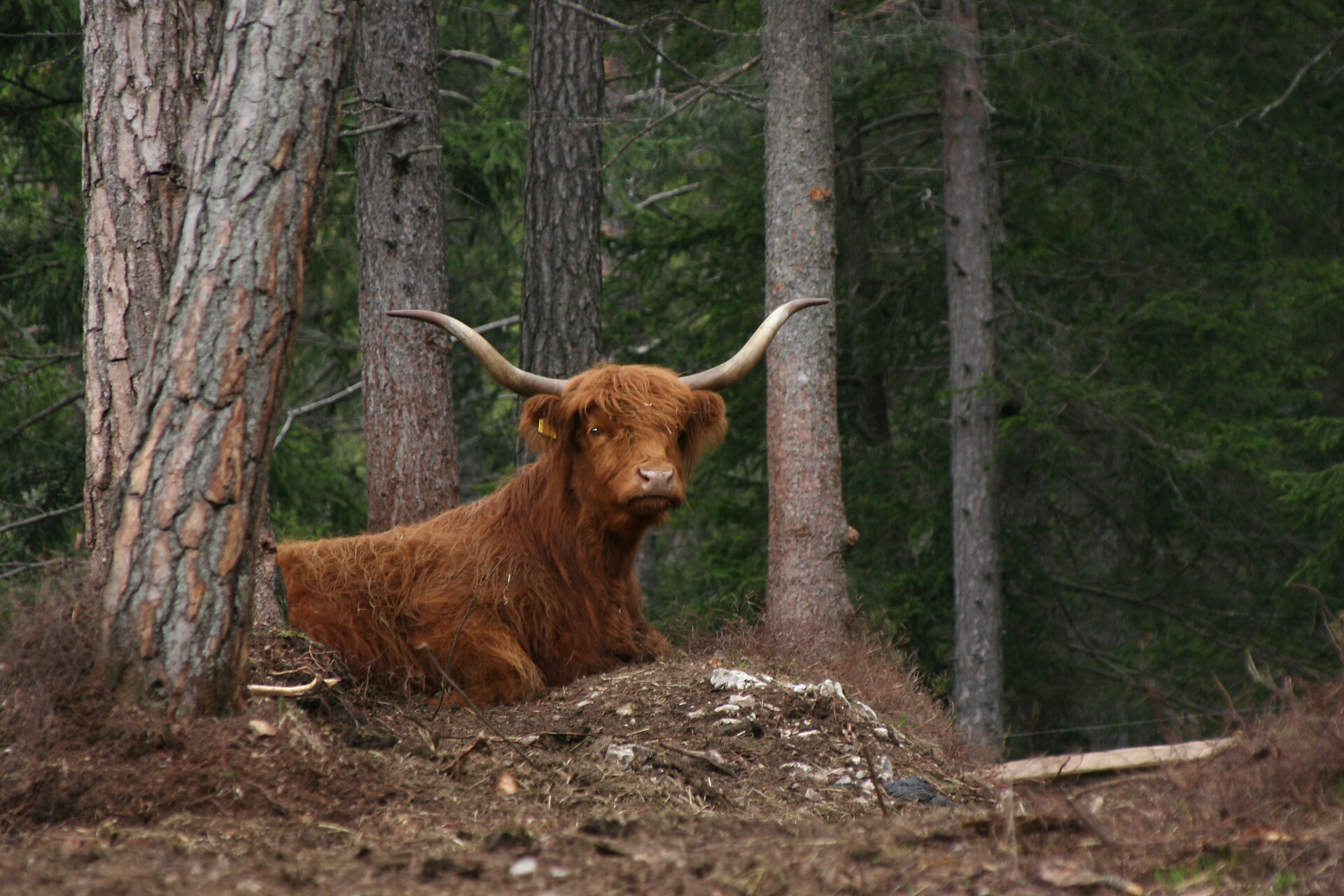 Highland cattle