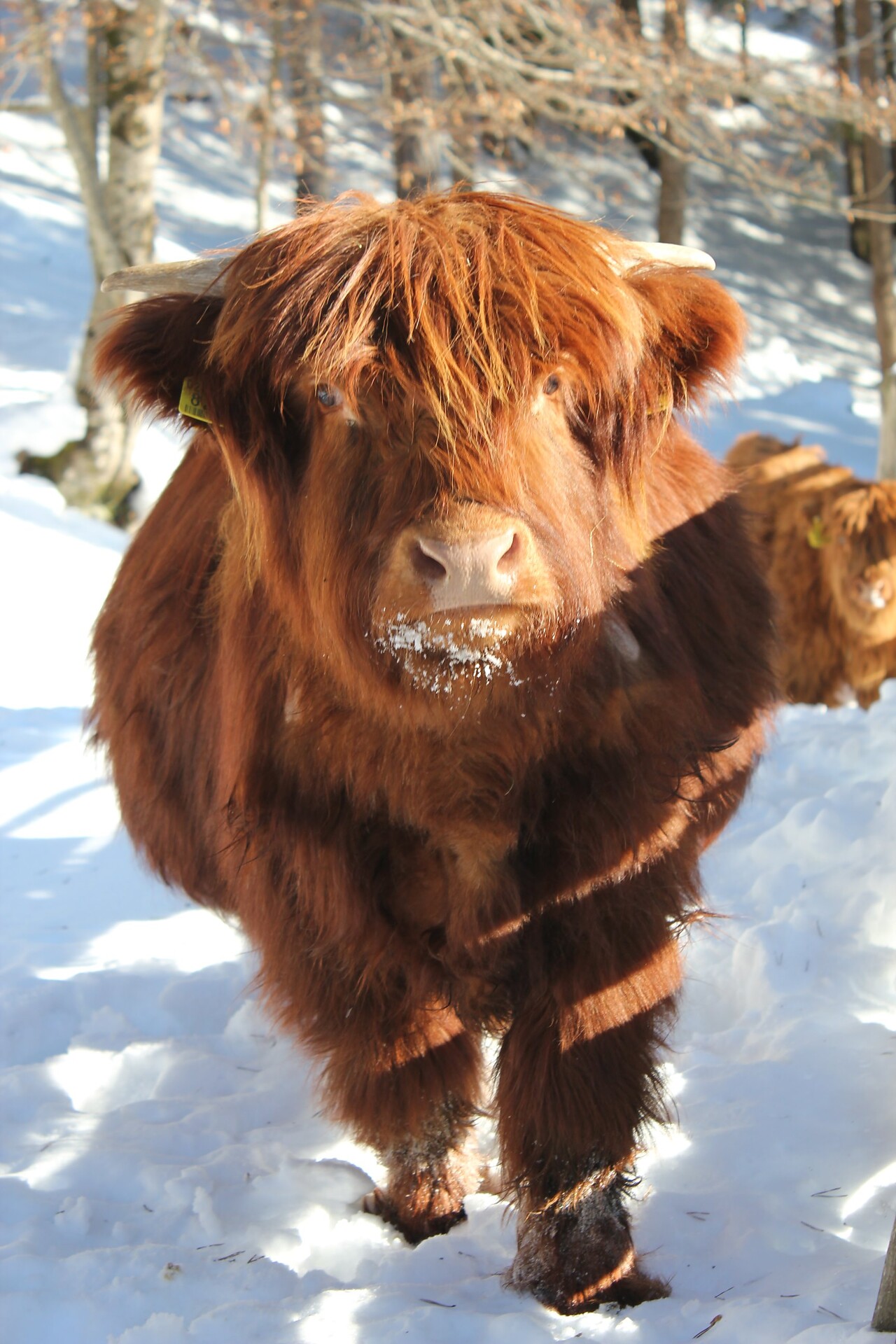 Highland cattle