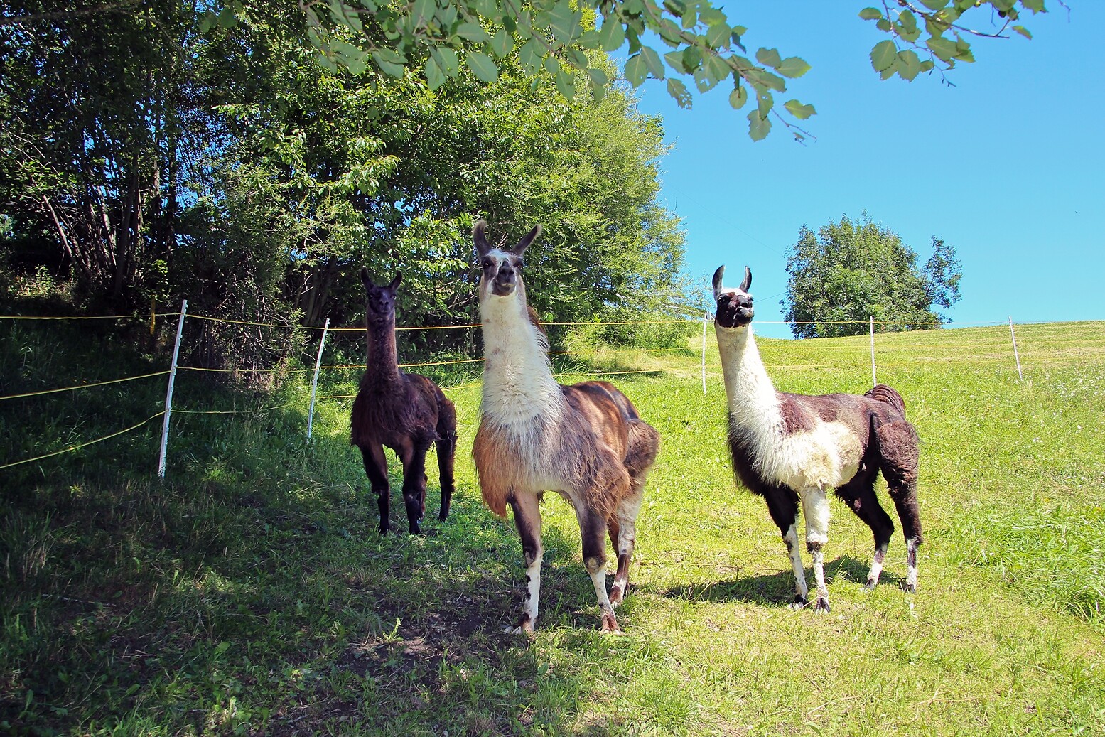 Lama