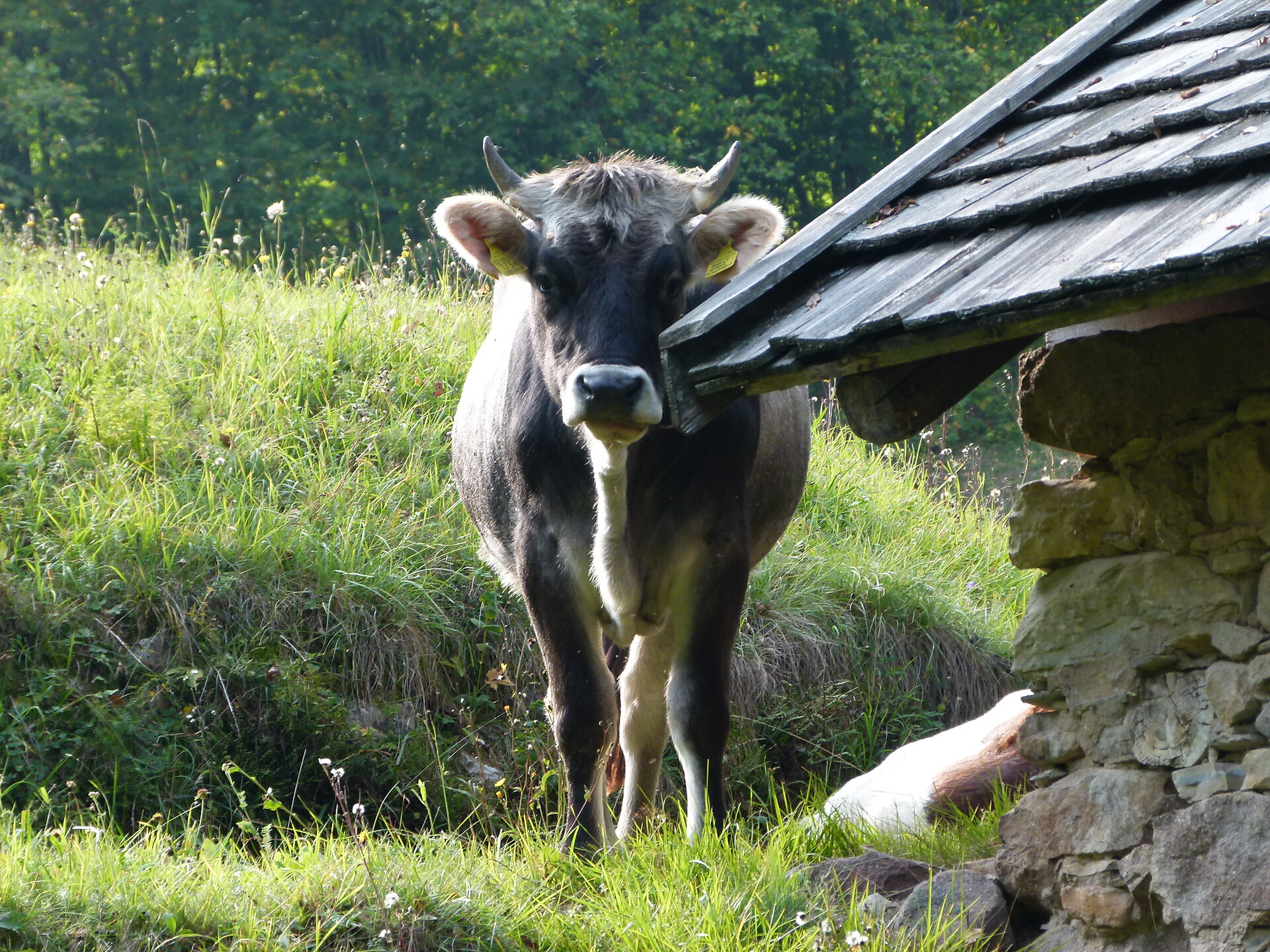 Cow on the pasture