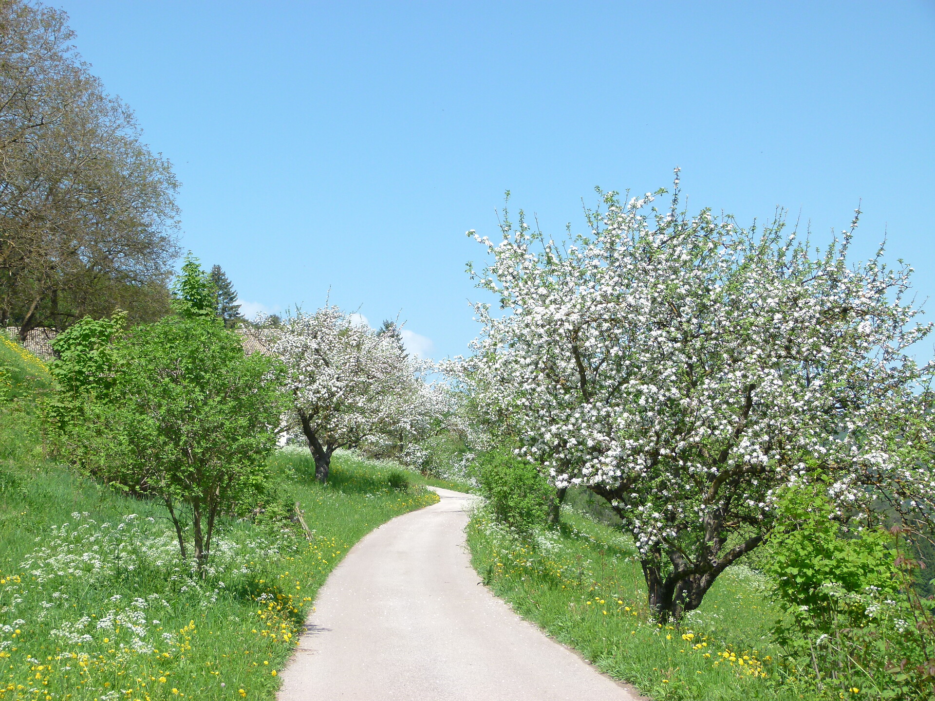 Way to the Pausahof