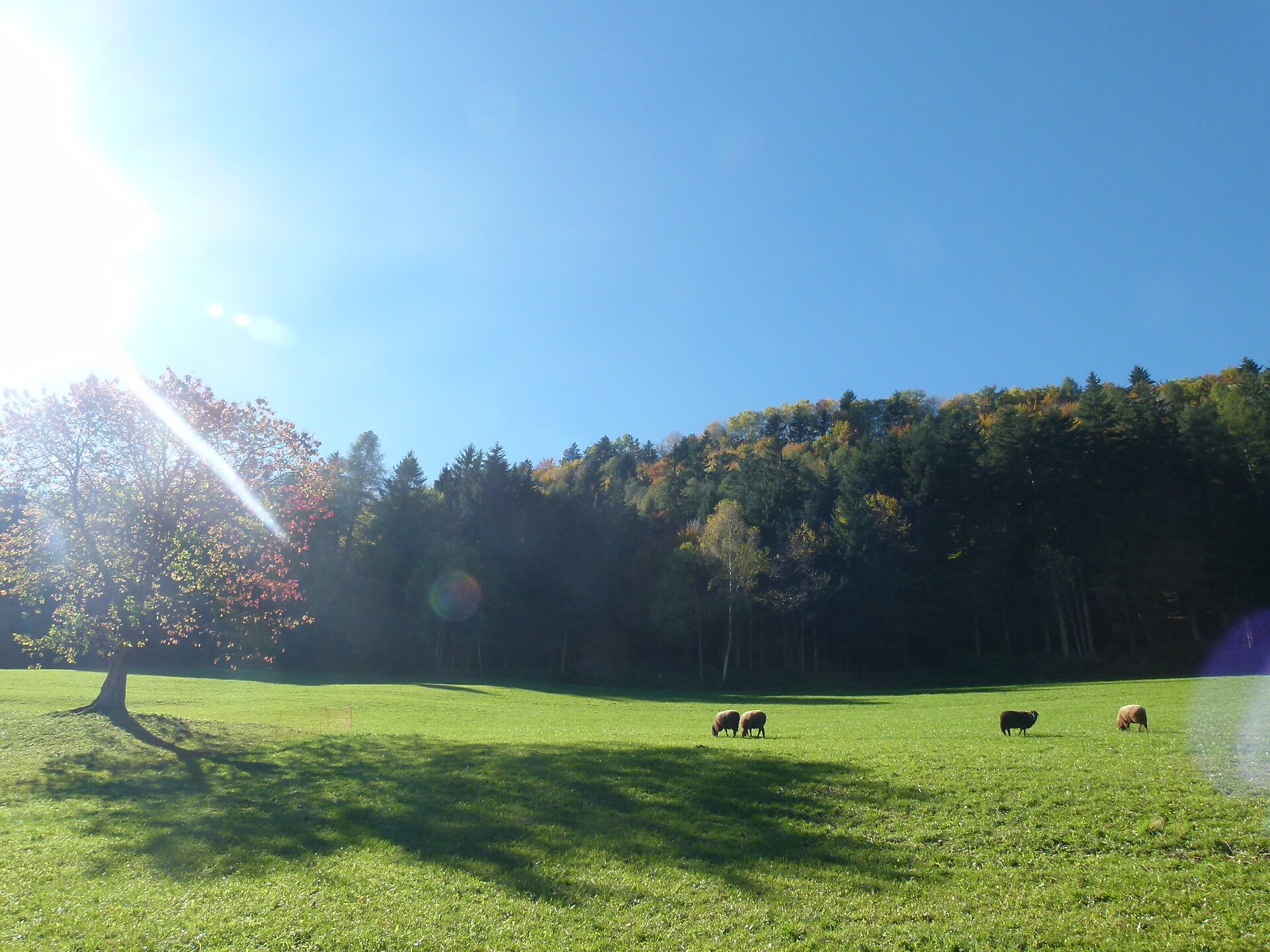 Pasture