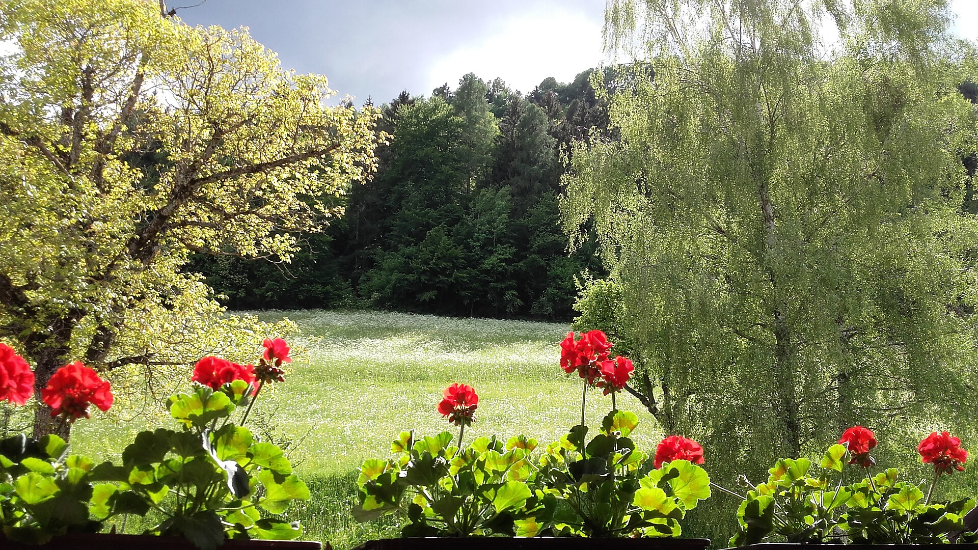 Meadow