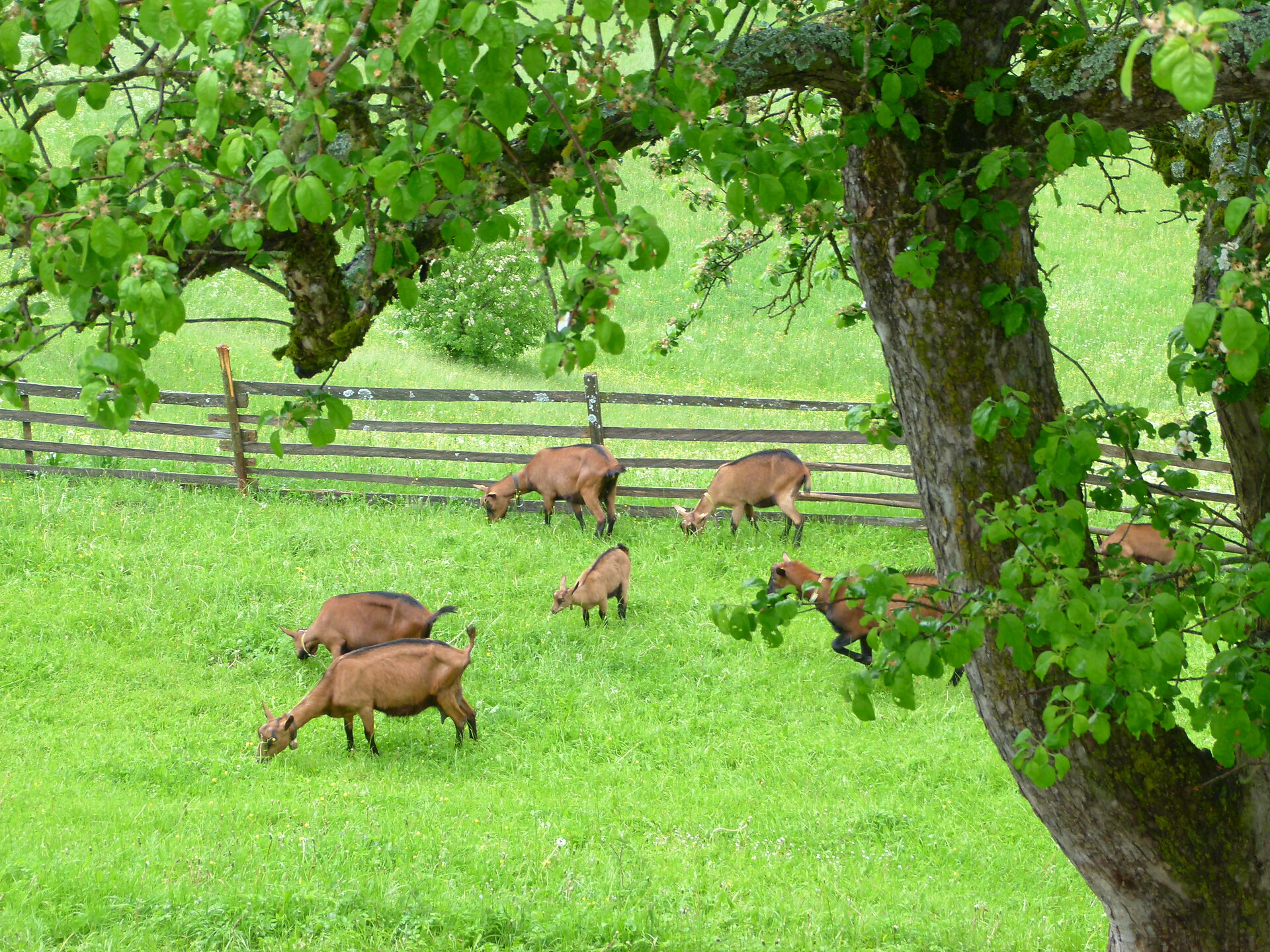 Pasture