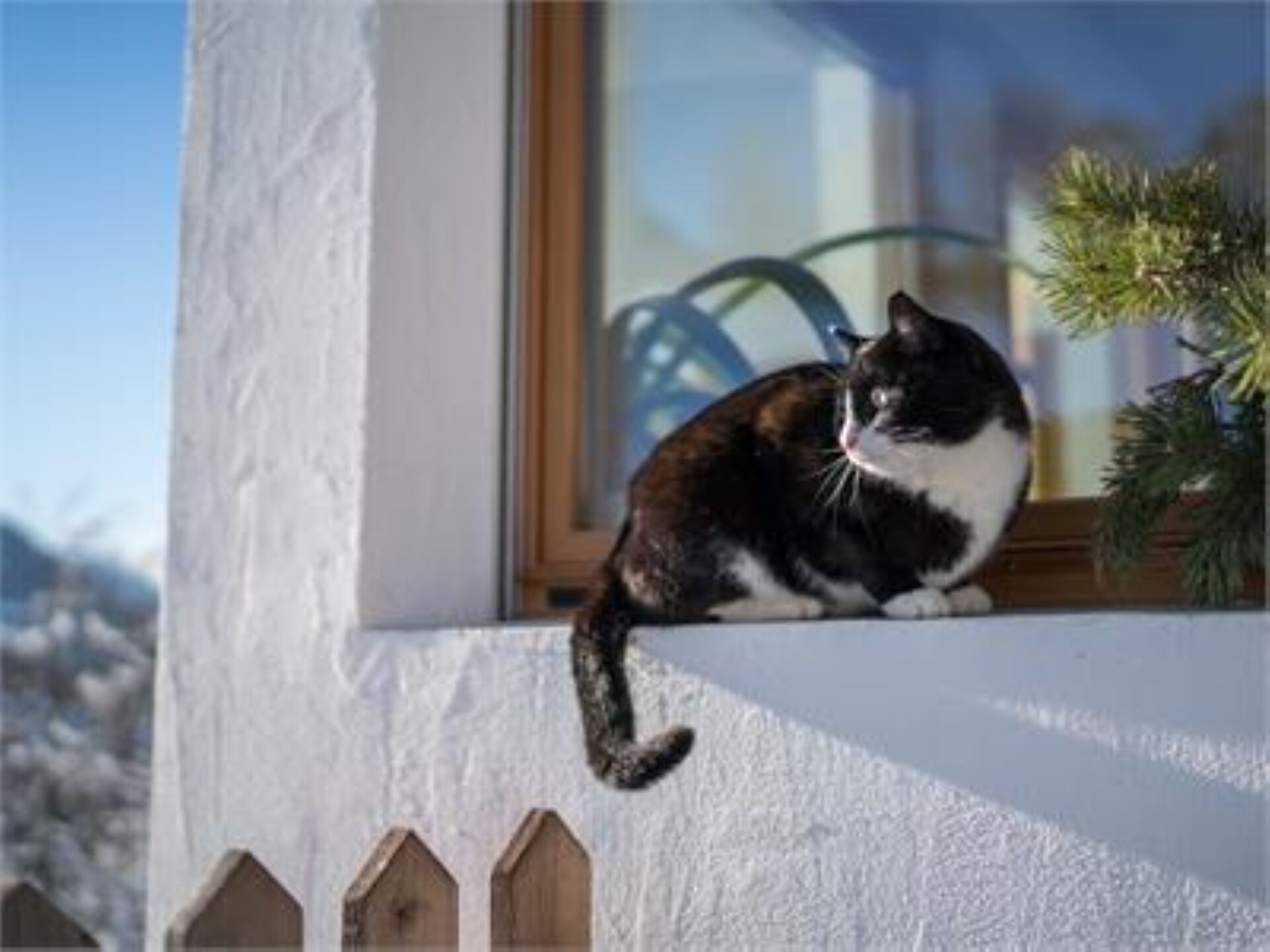 Willi si gode del sole invernale