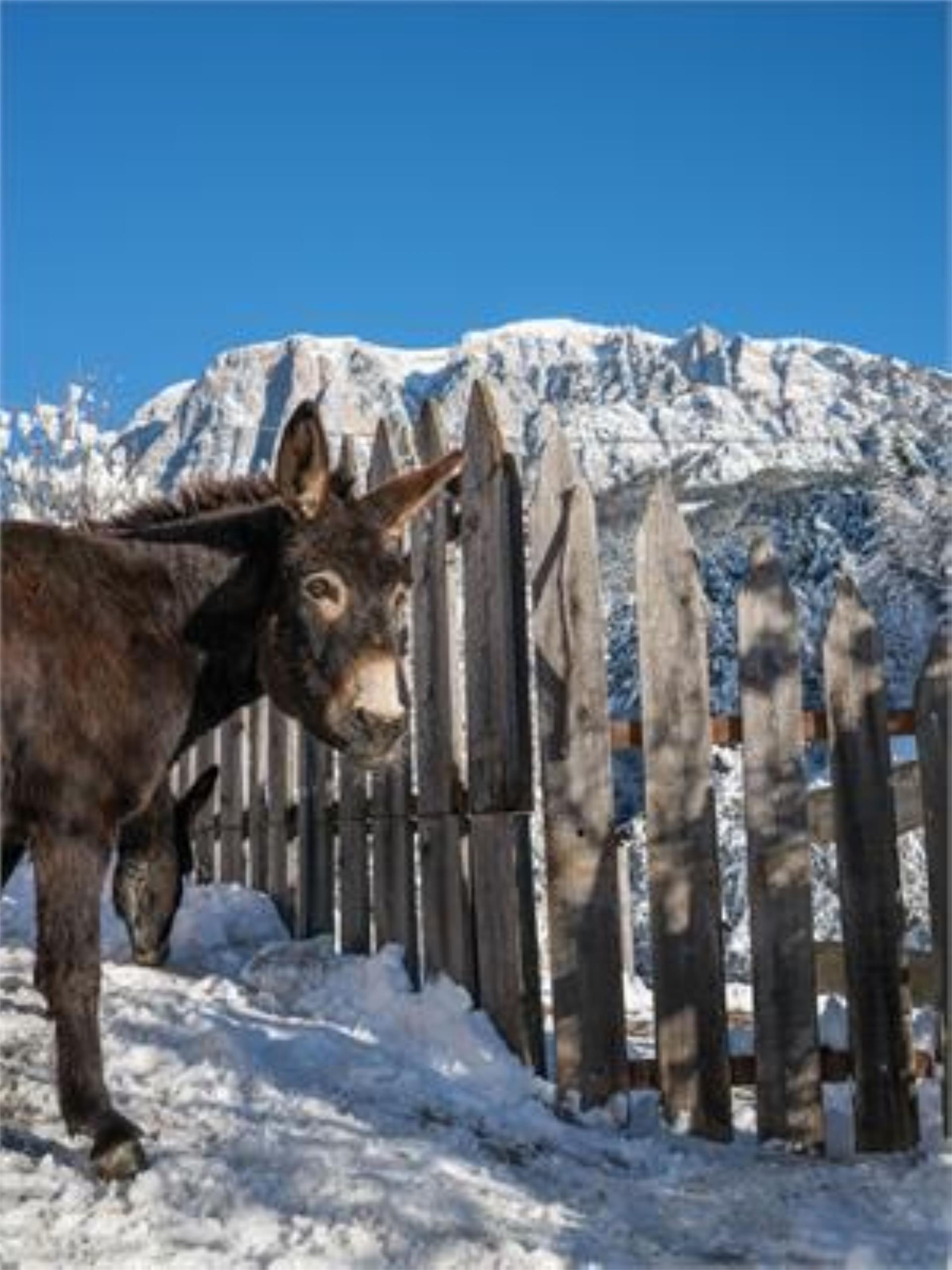 Peternaderhof Völs am Schlern 17 suedtirol.info