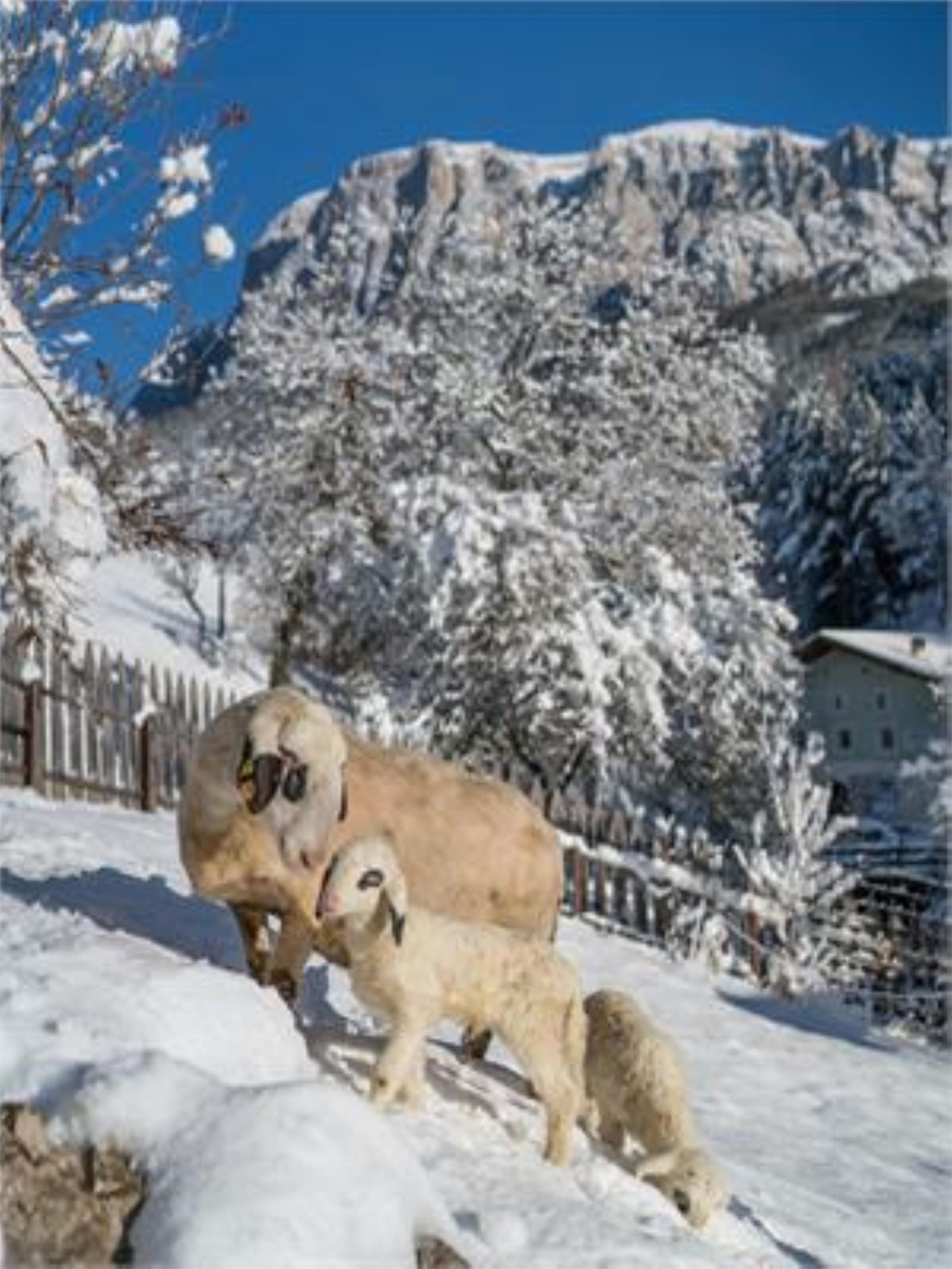 Peternaderhof Völs am Schlern 15 suedtirol.info