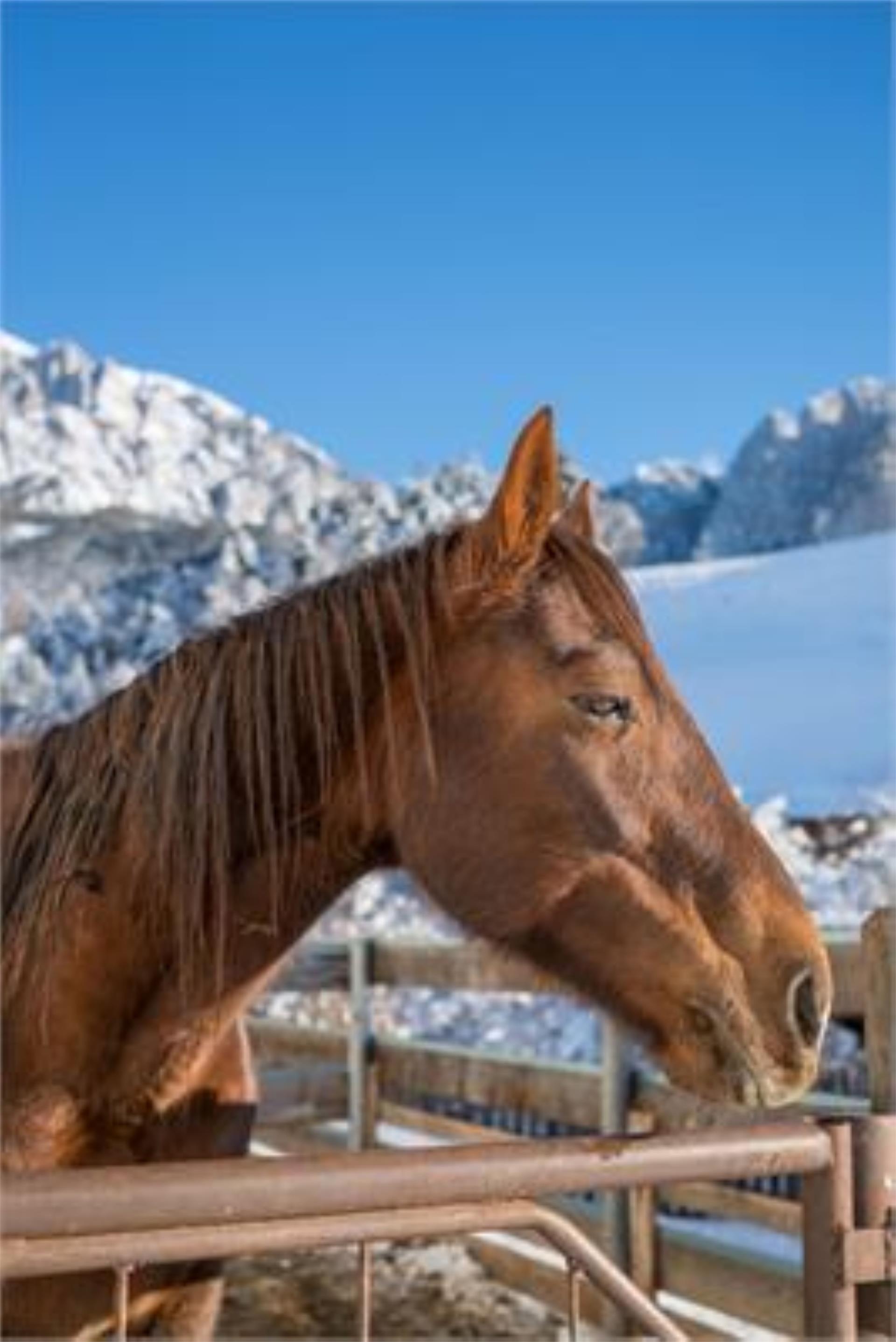 Peternaderhof Völs am Schlern 14 suedtirol.info