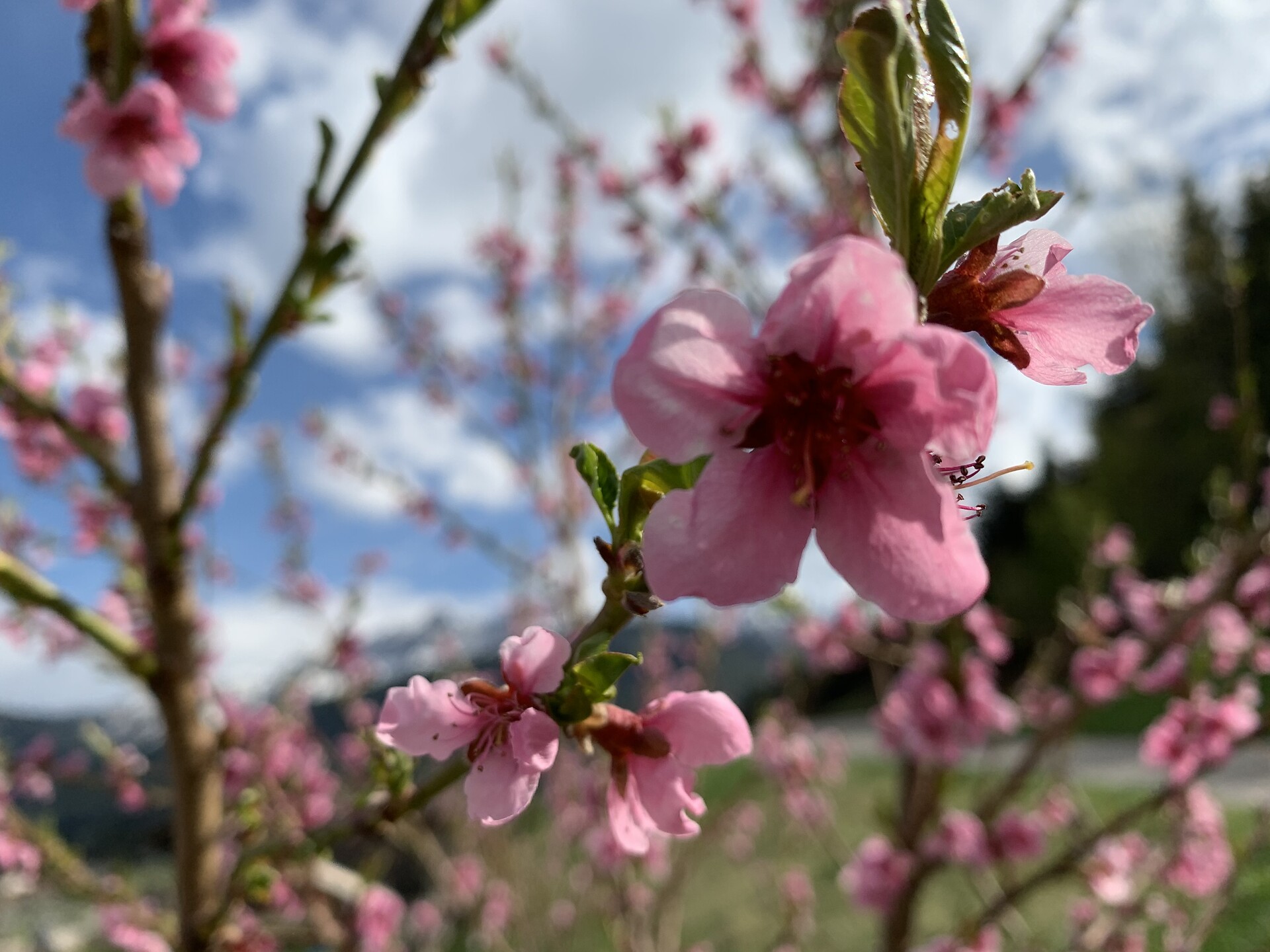 Blumen