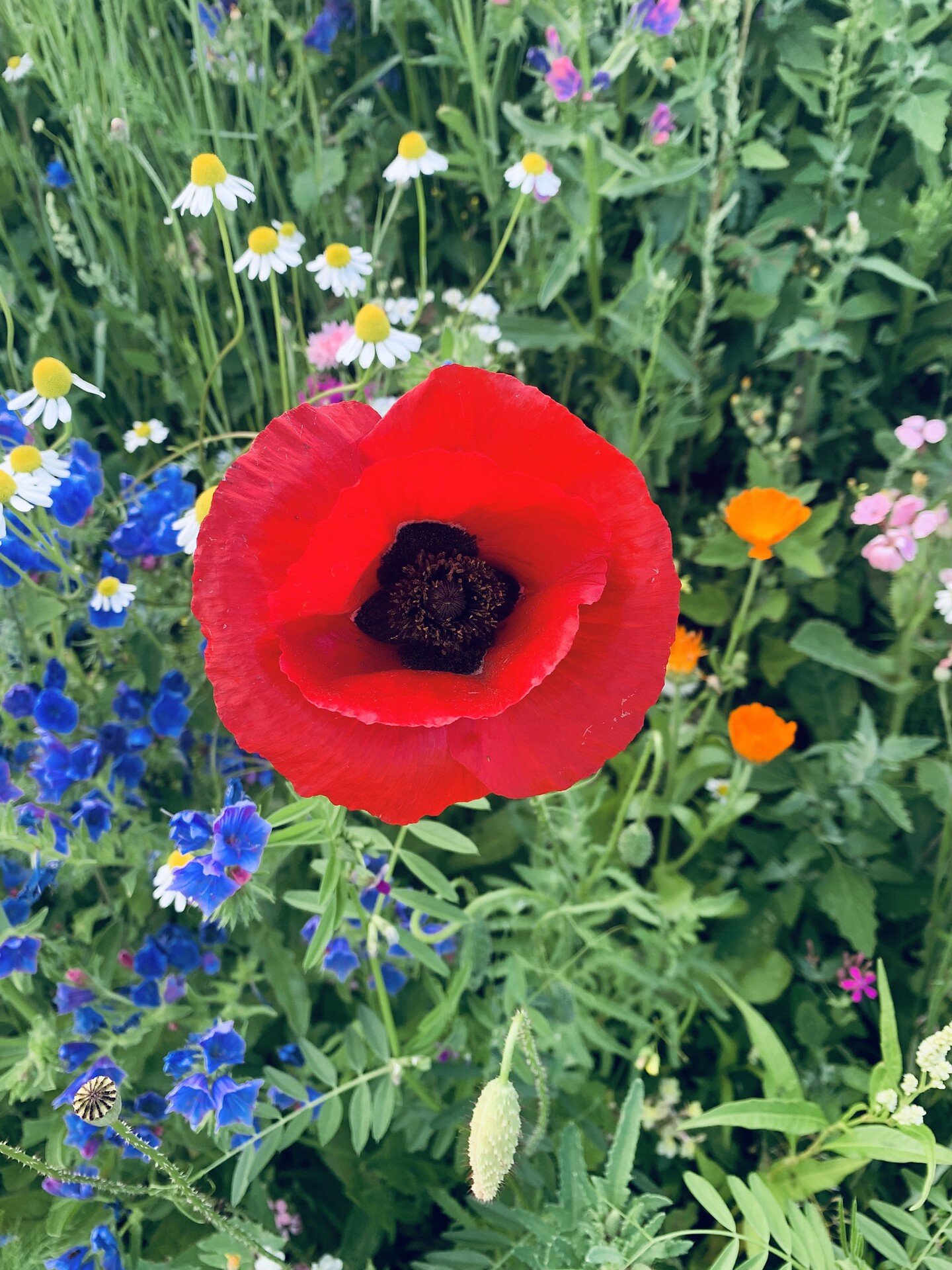 Blumen