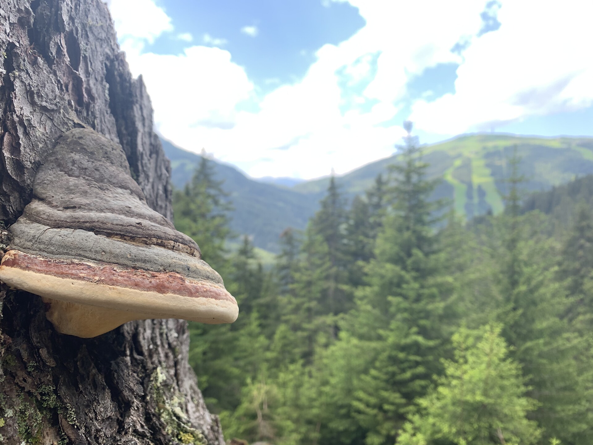 Pilz