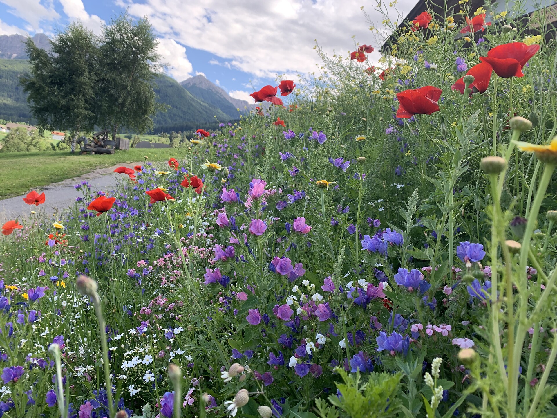 Blumen