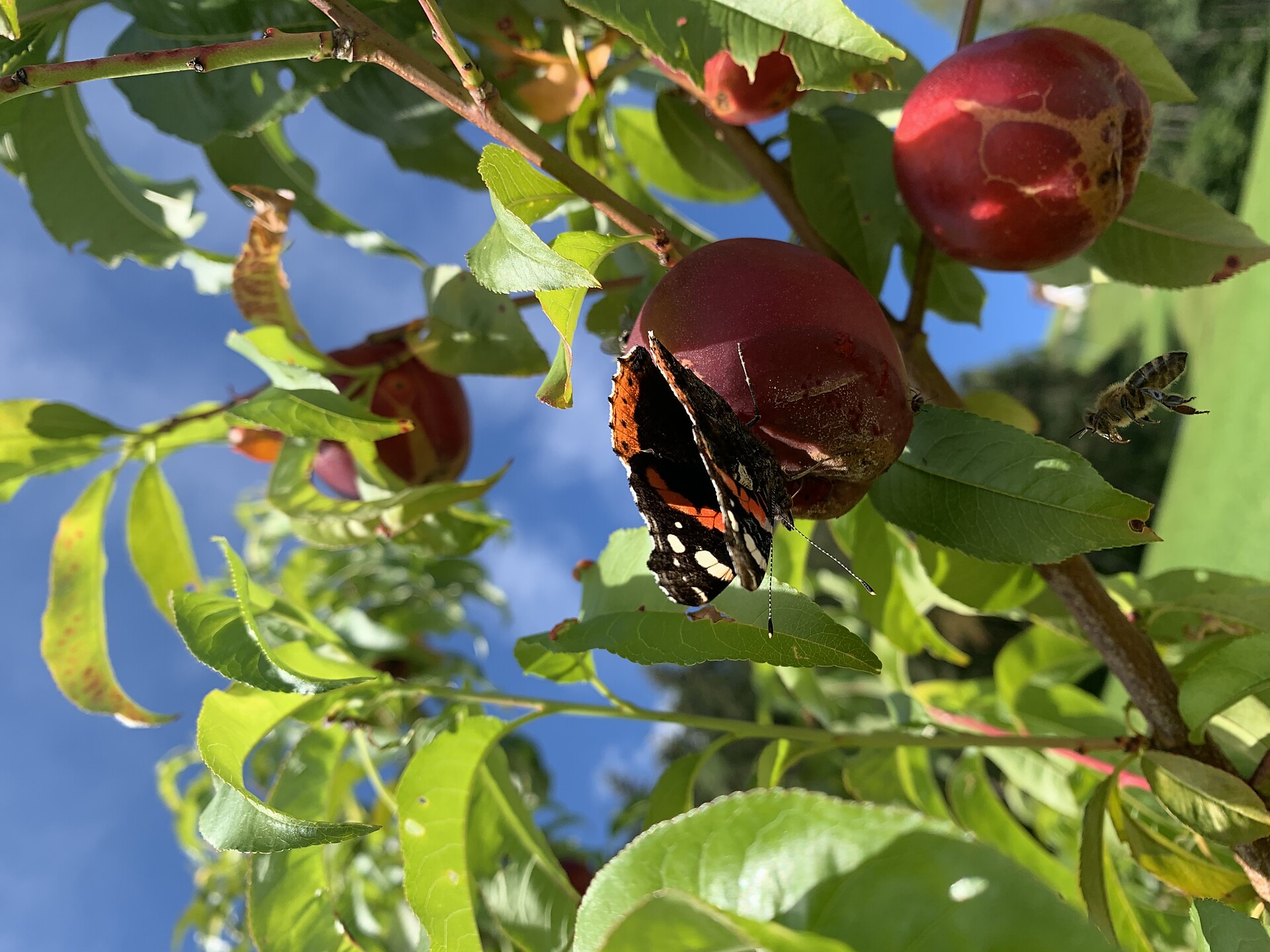 Schmetterling
