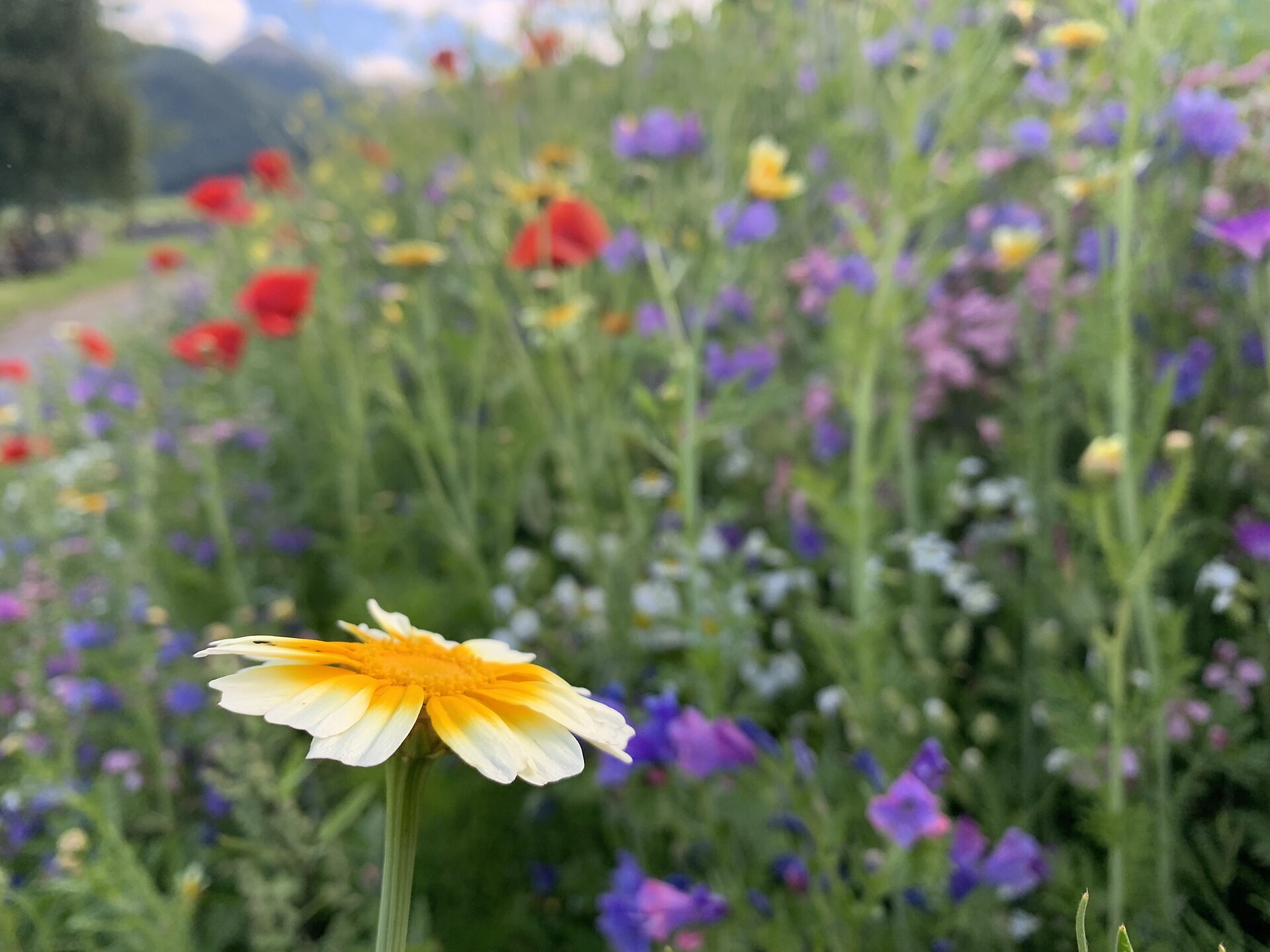 Blumen